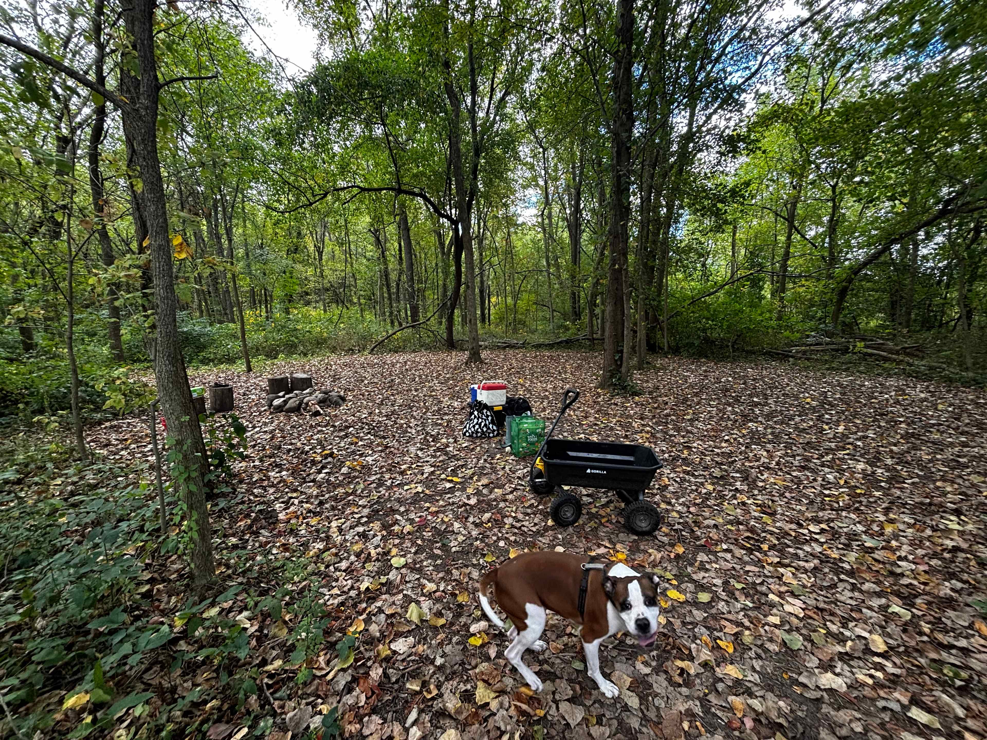 Wrenhaven Woods - Trails & Solitude