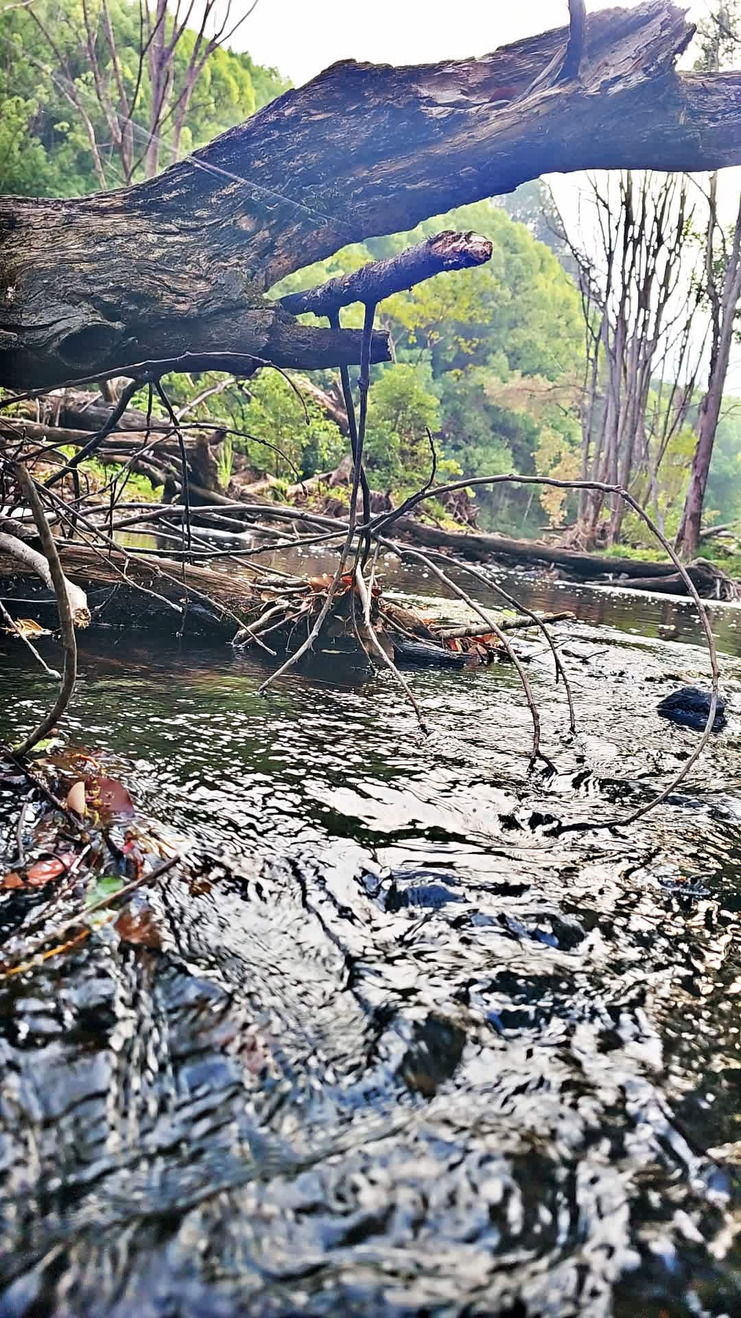 Eagles Nest Hideaway, Pecan Fields