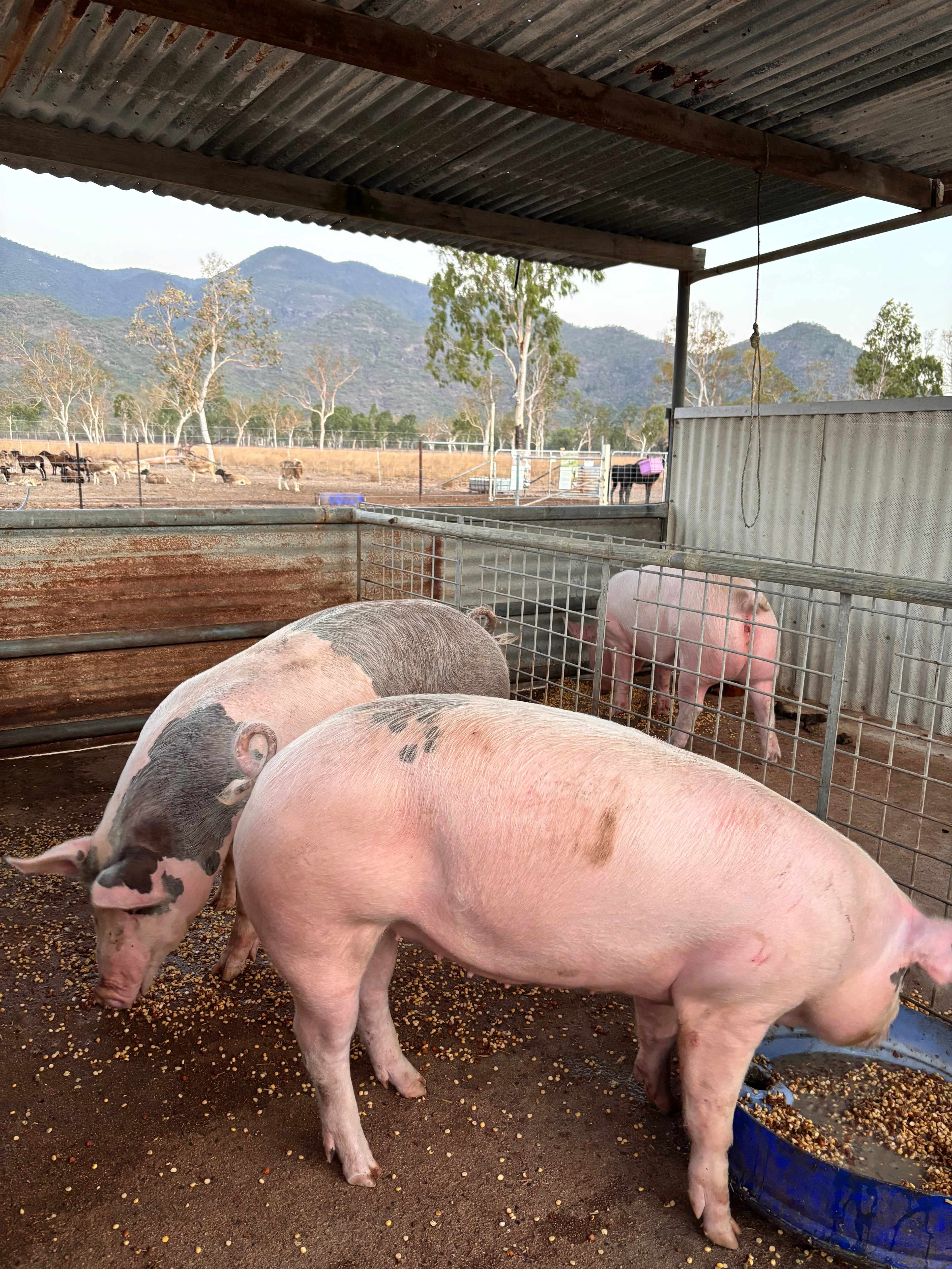 Mountview Farm Stay and Poodles