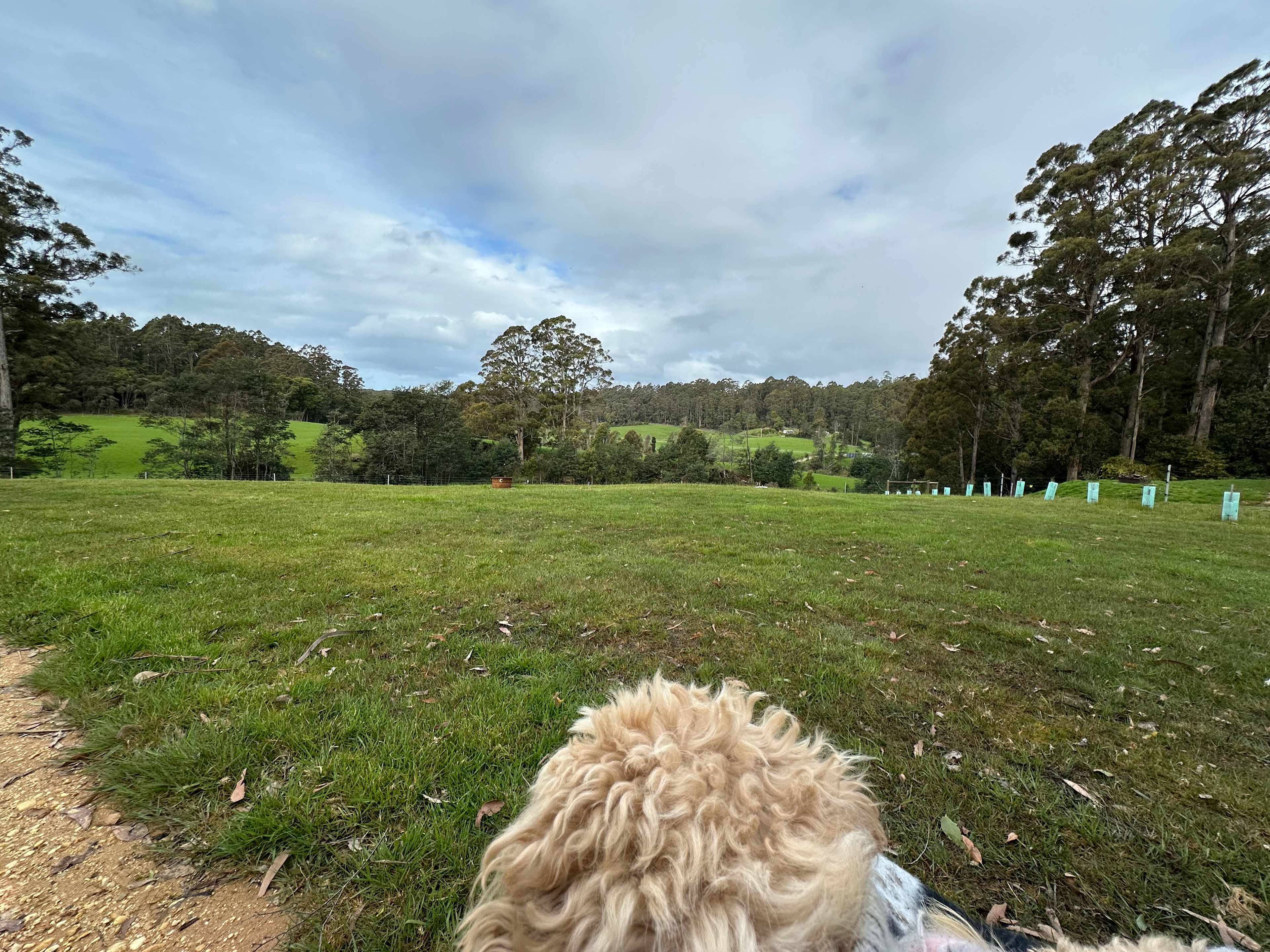 Mia was keen to play with the goats keeping the grass down. 