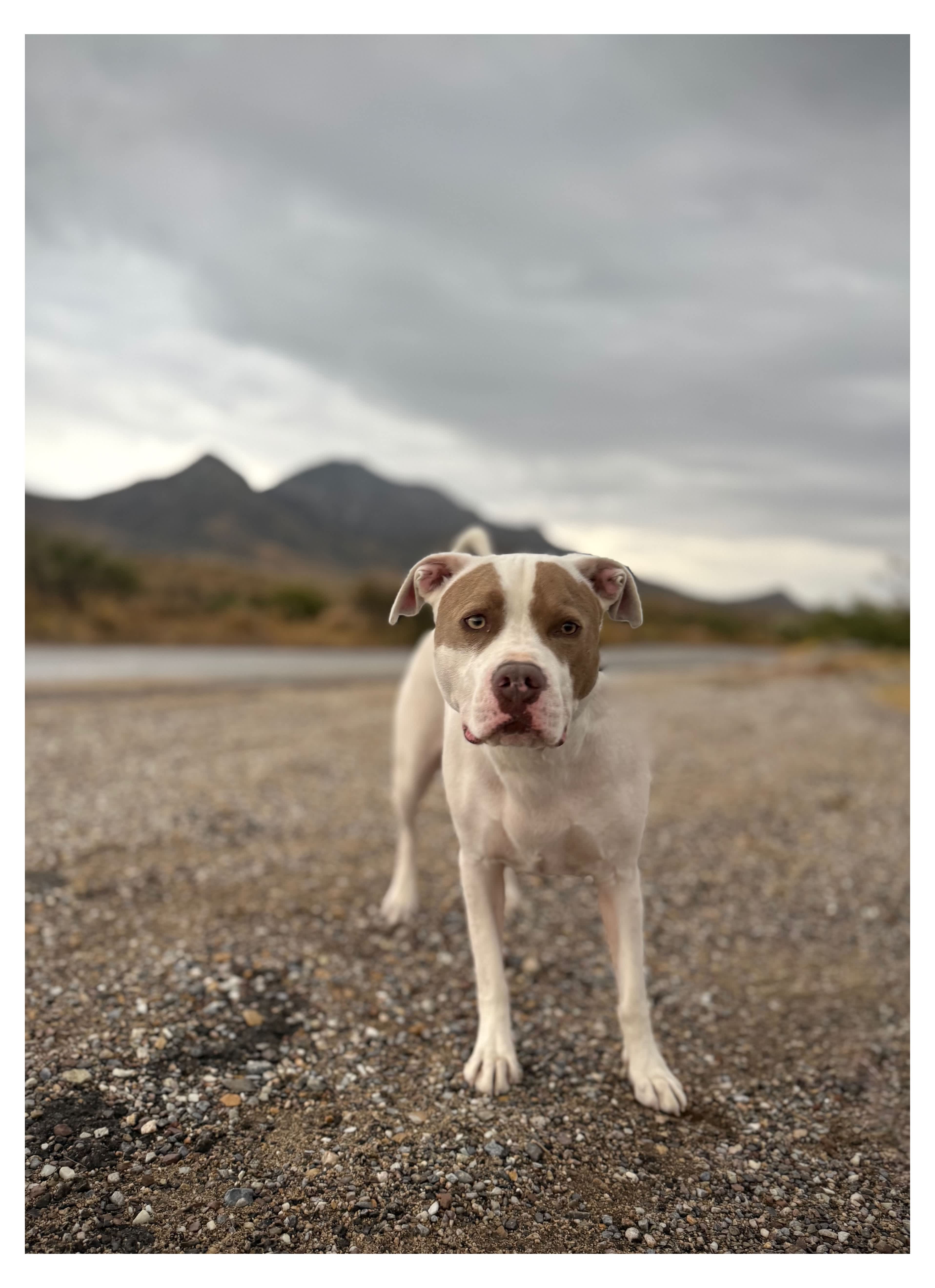 Organ Mountain Views