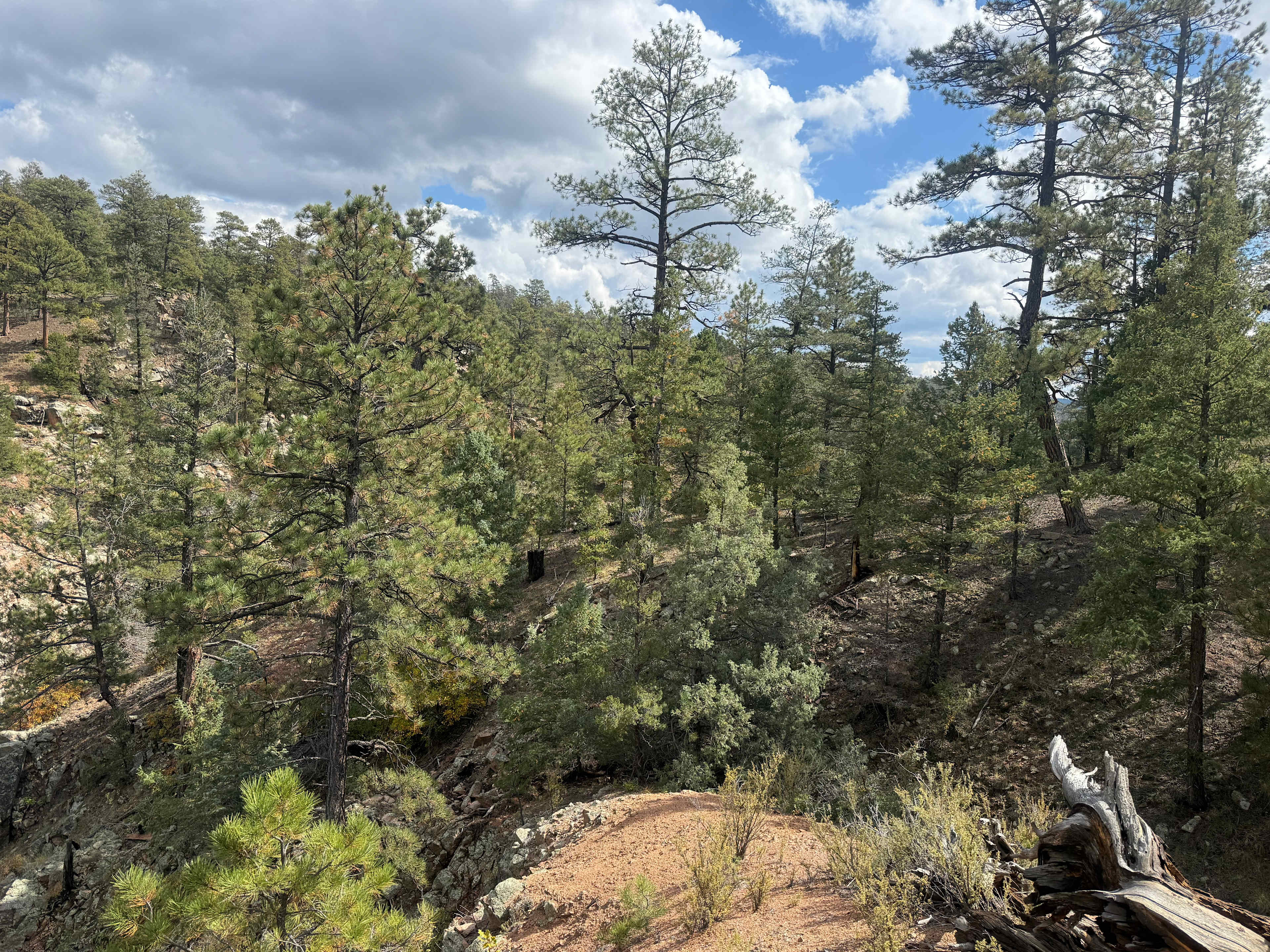 Santa Fe Treehouse Camp & Wilderness Preserve