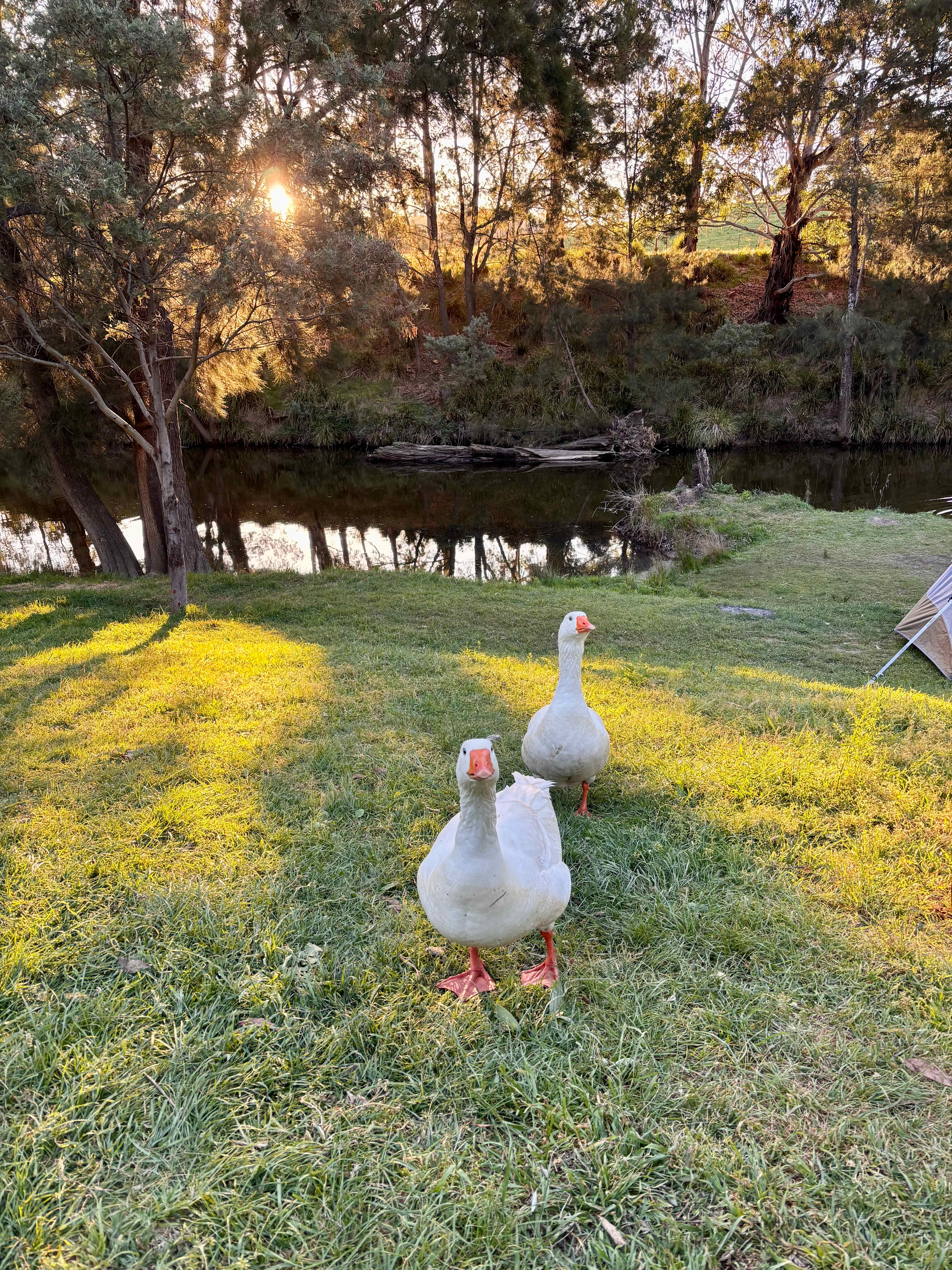 Riverside Camping, Glamping, Cabins