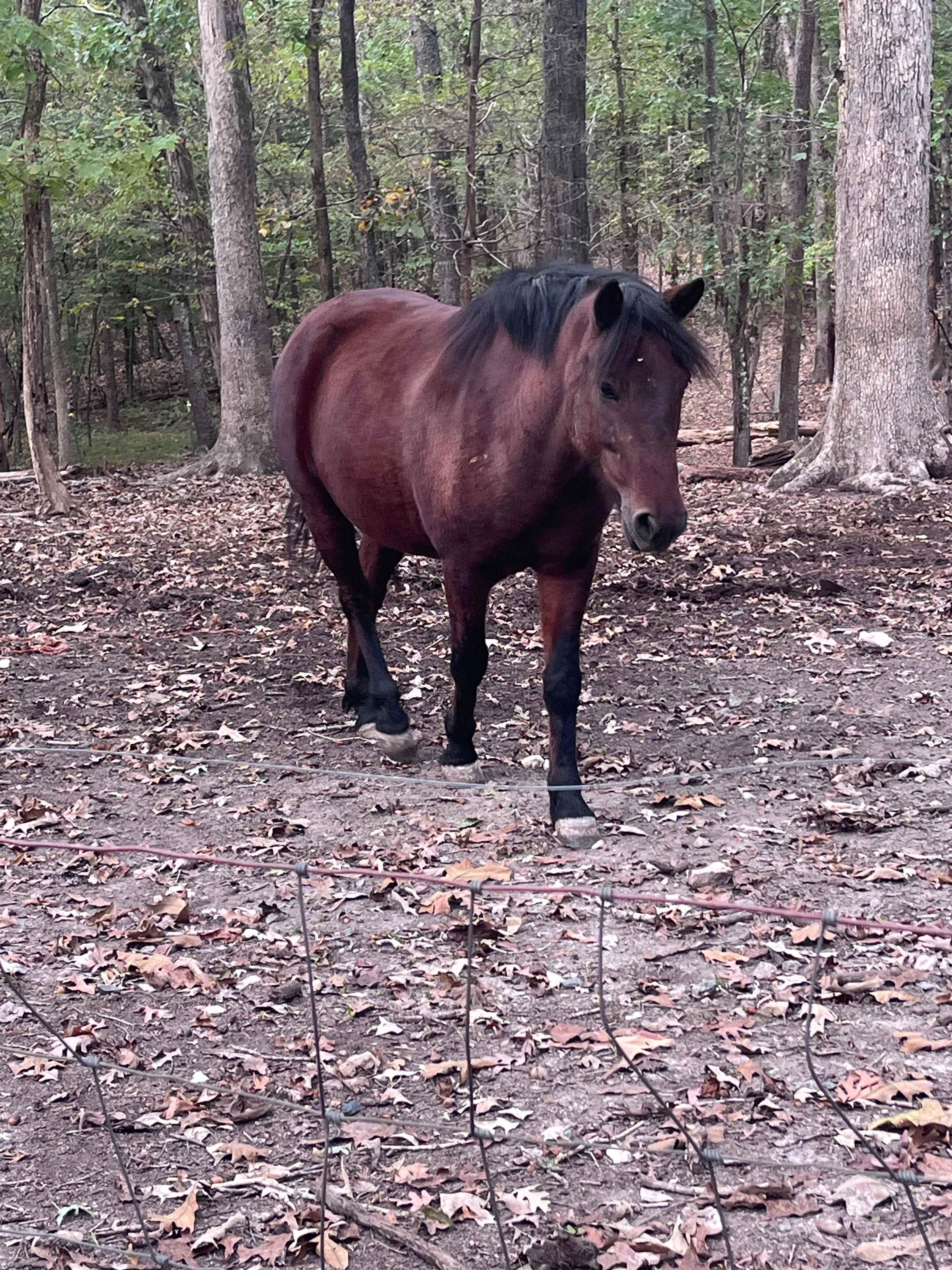 White Stone Forge & Farm