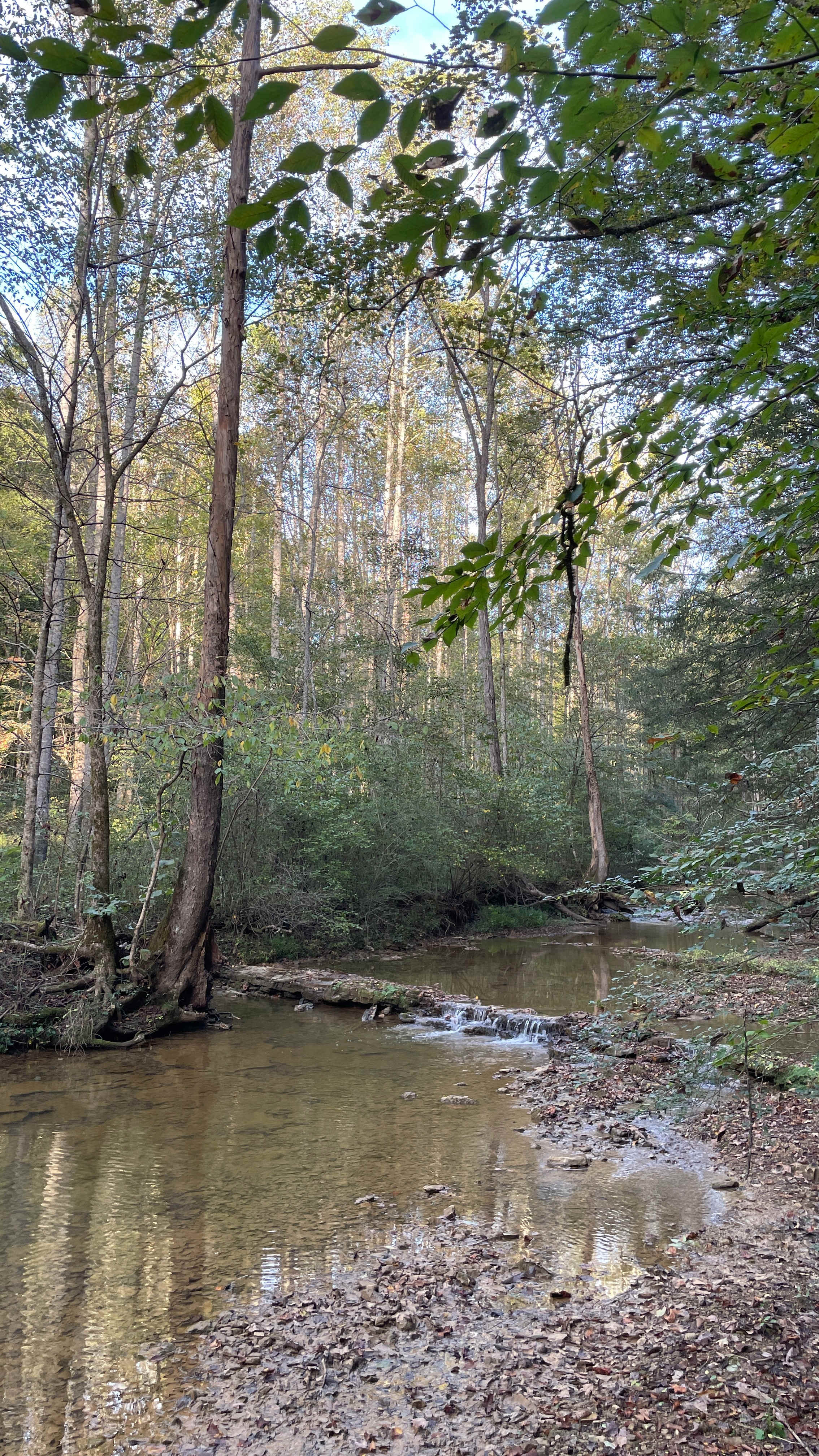 Belle and Beau Acres