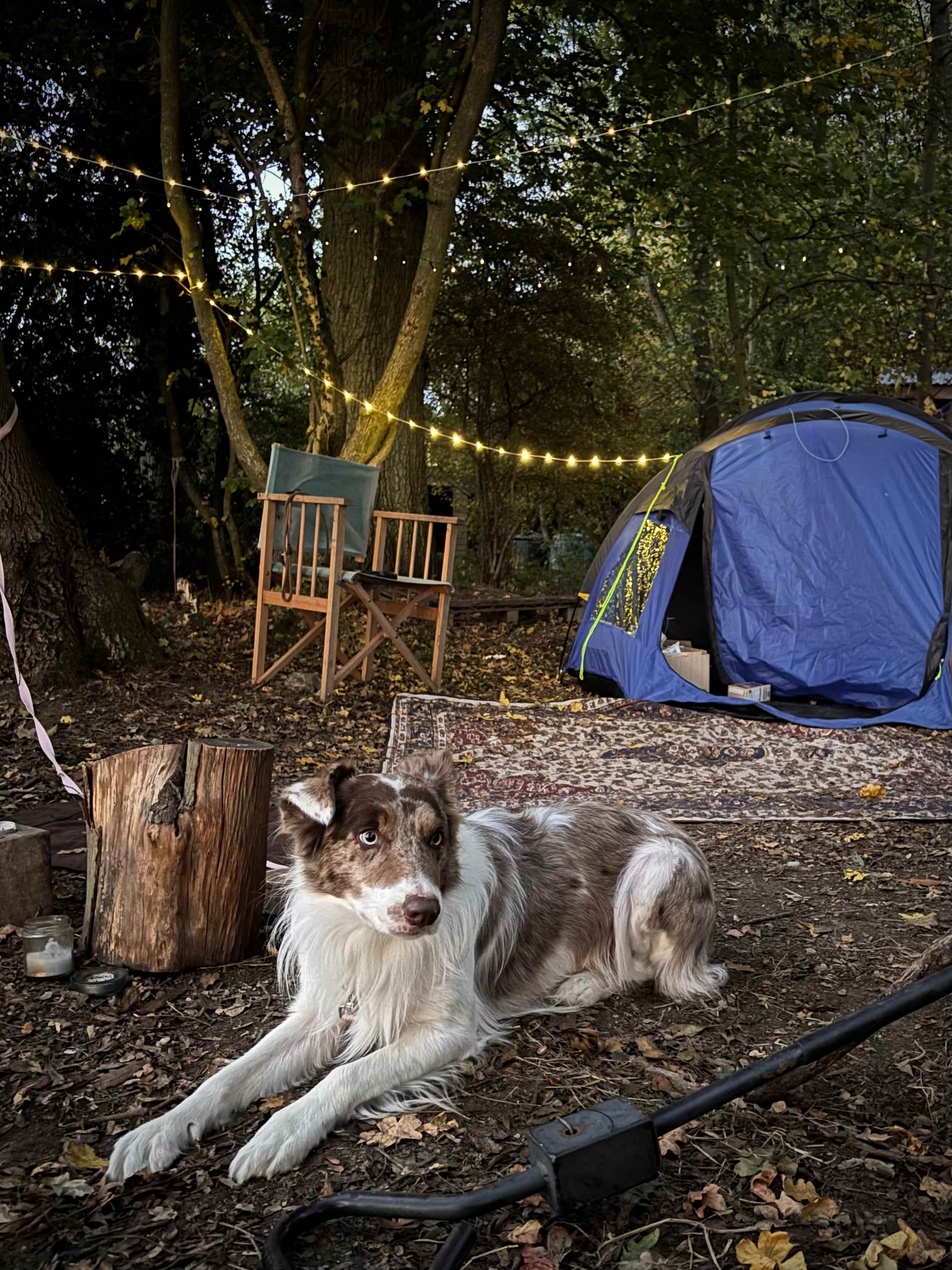 Secluded Woodland Camp