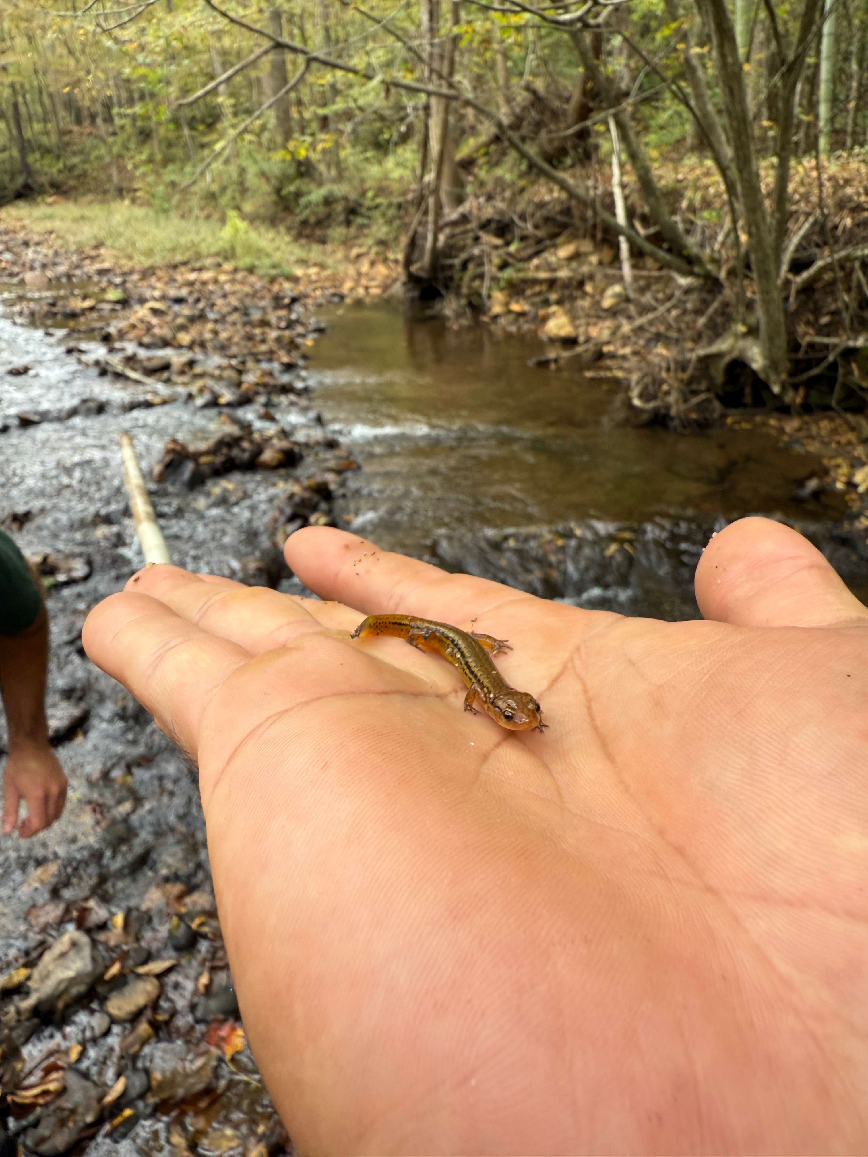 TangleWood Creekside Campsites