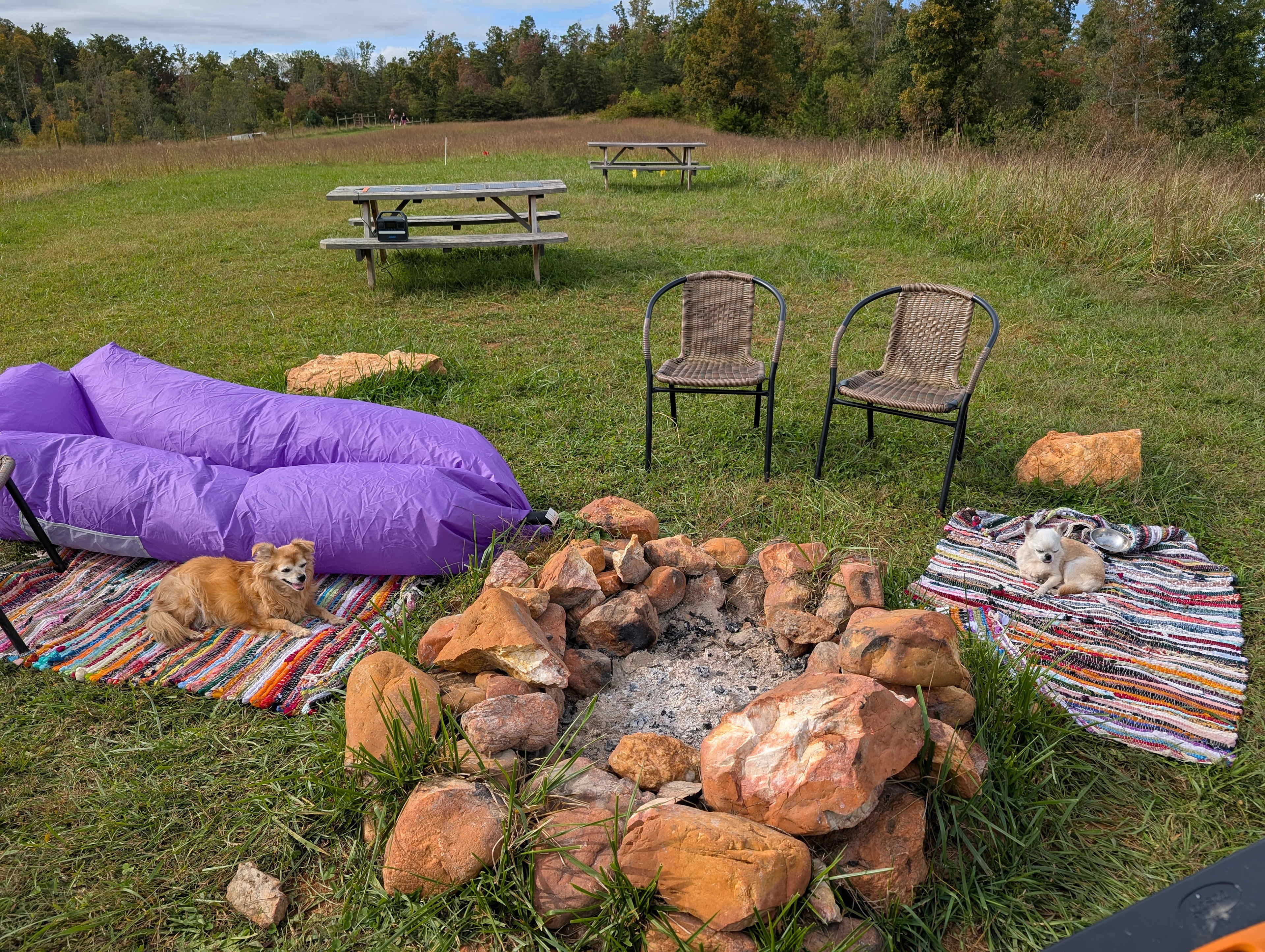 Senior pups really enjoyed the sunshine! 