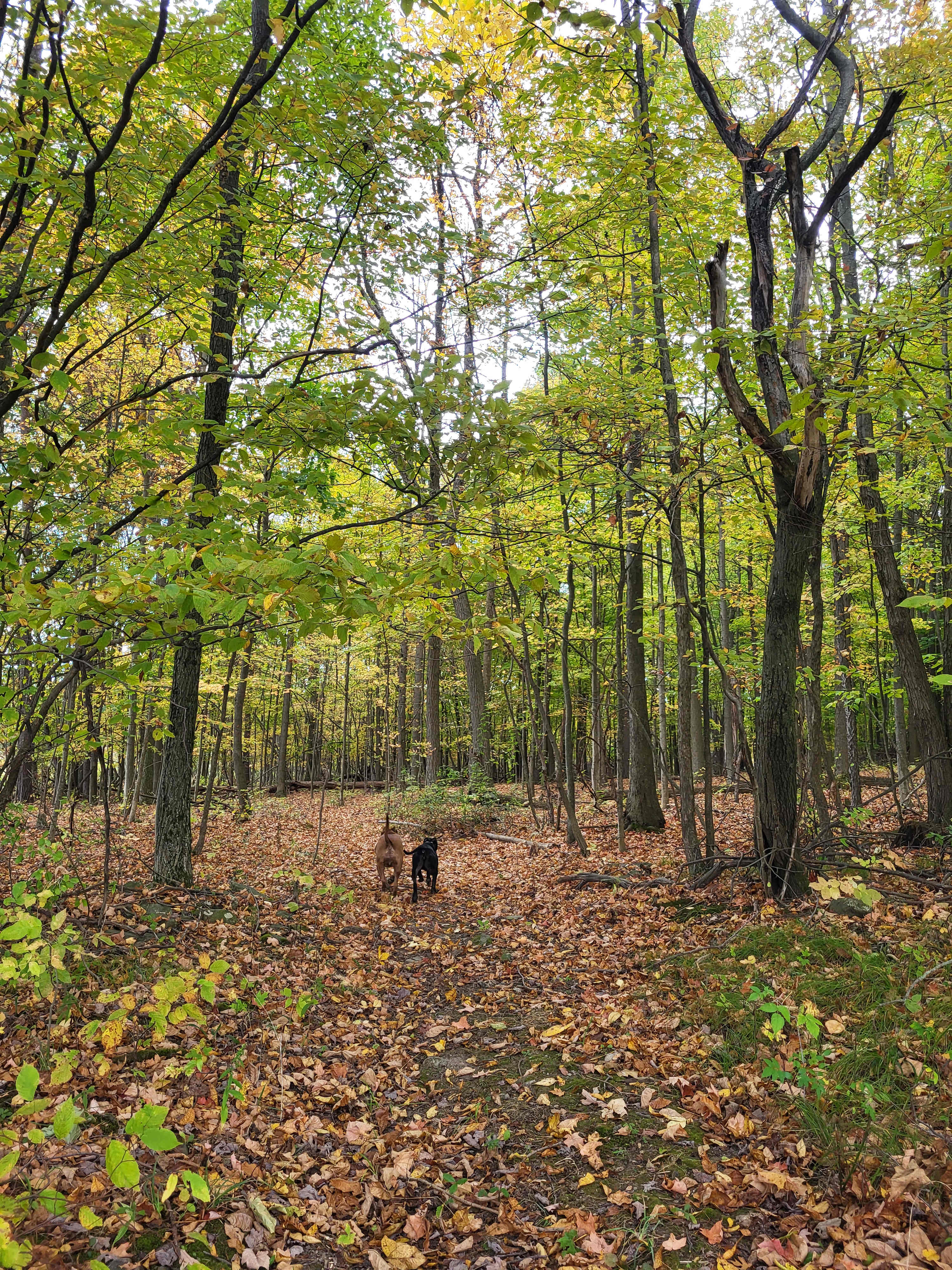 Laughing Goat Fiber Farm