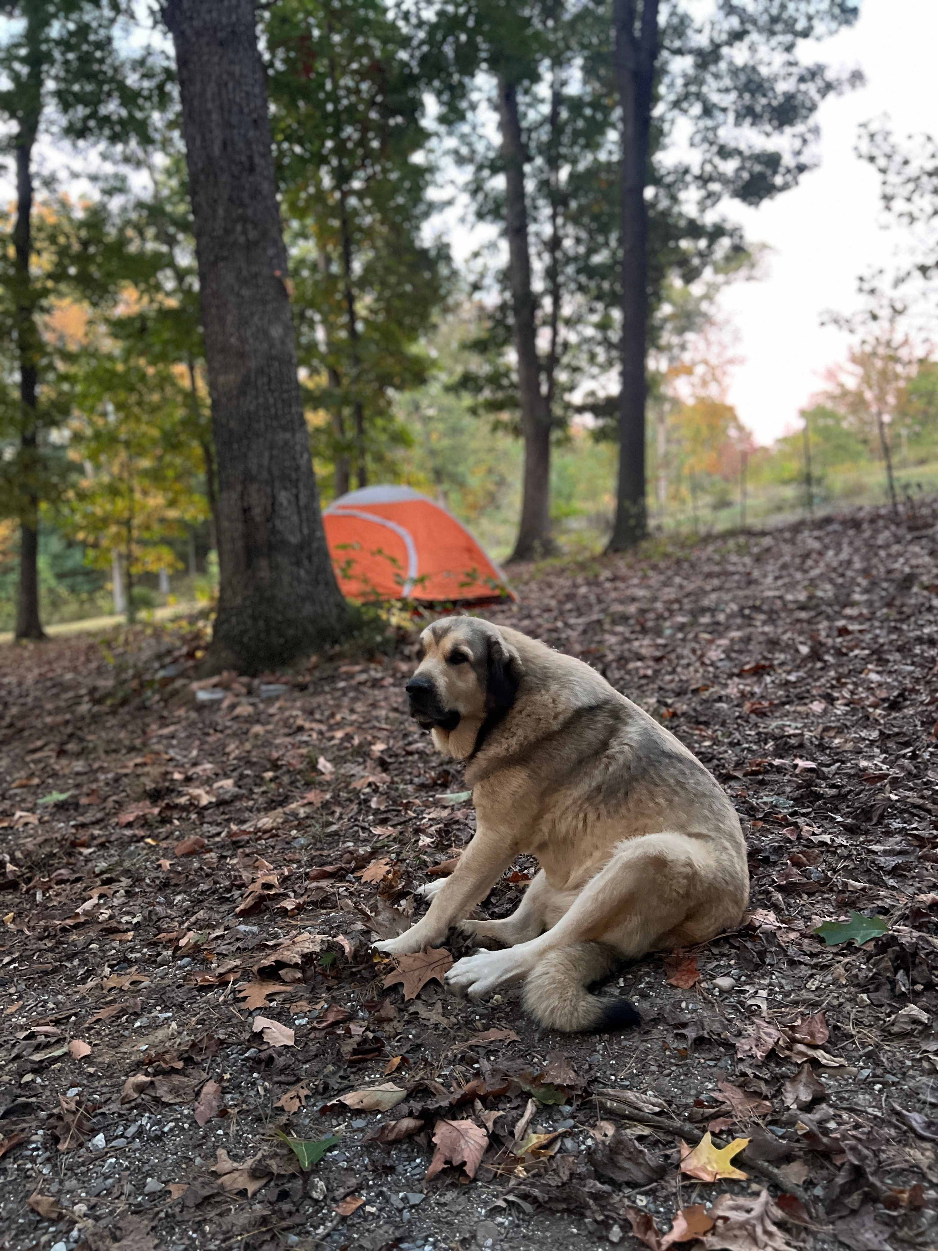 Apa the friendly farm camp dog came by to check on us a few times but was very well mannered. 