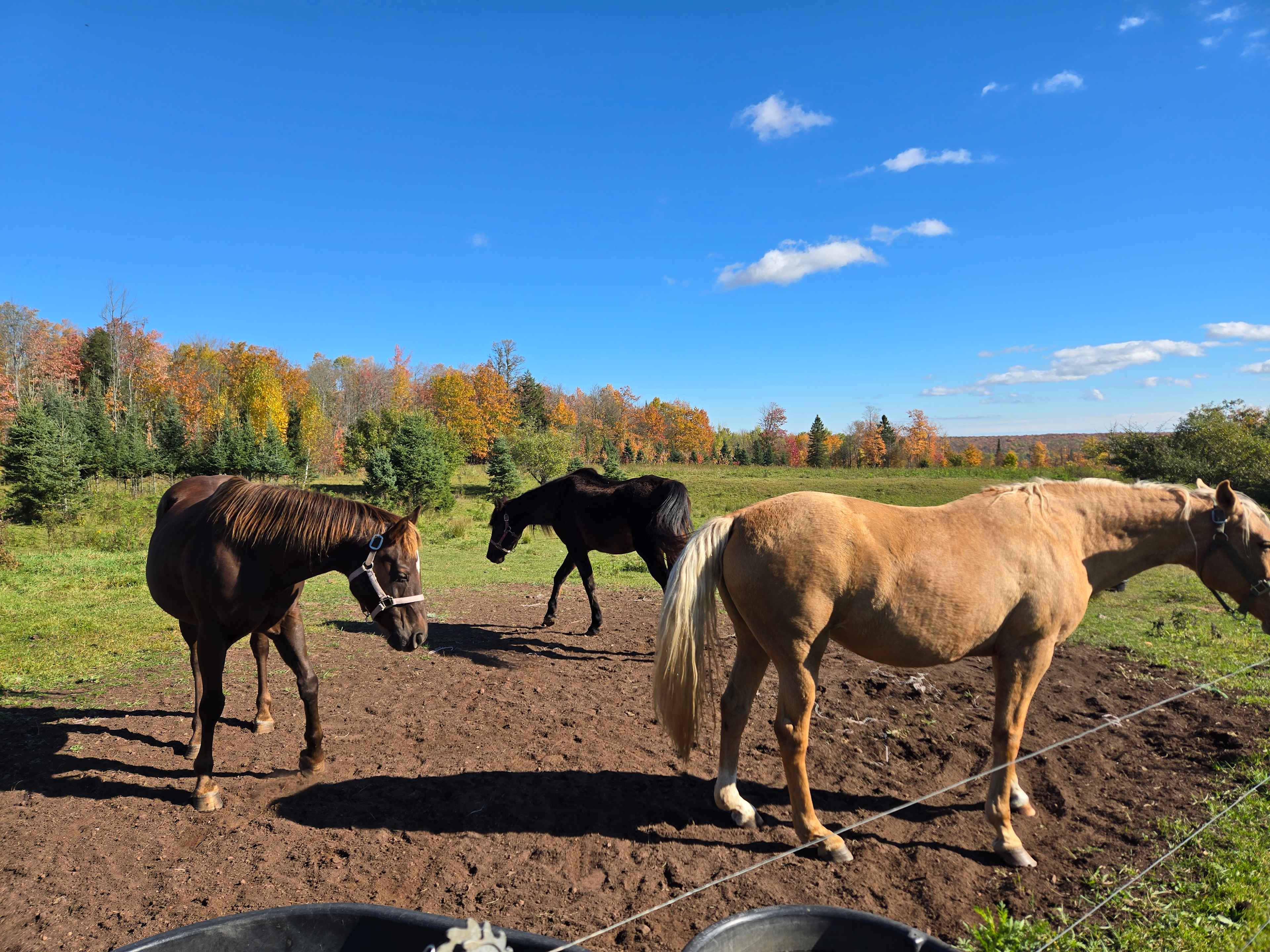 Constellation Farmstead