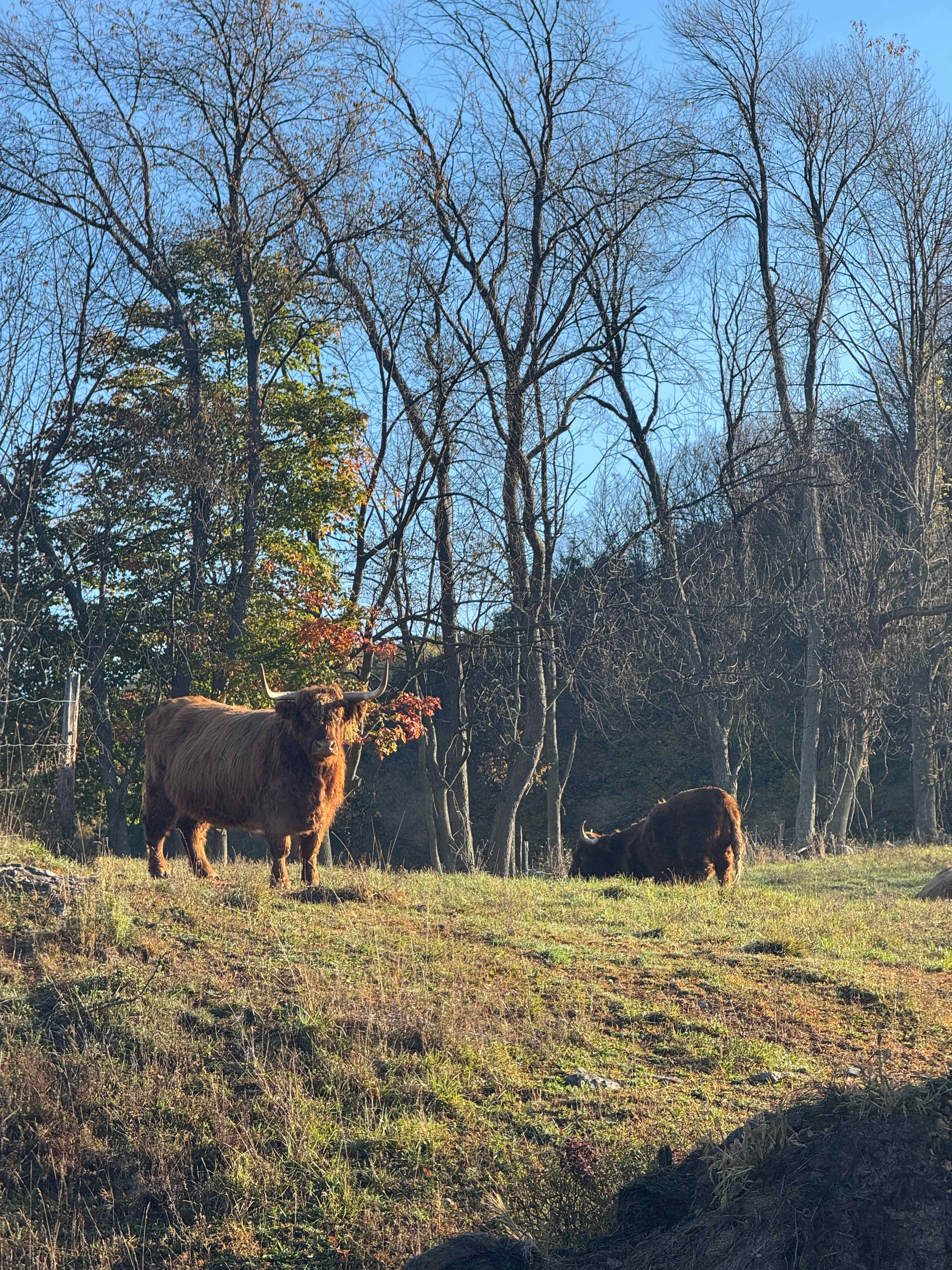 Slateville Farm Secluded Camps