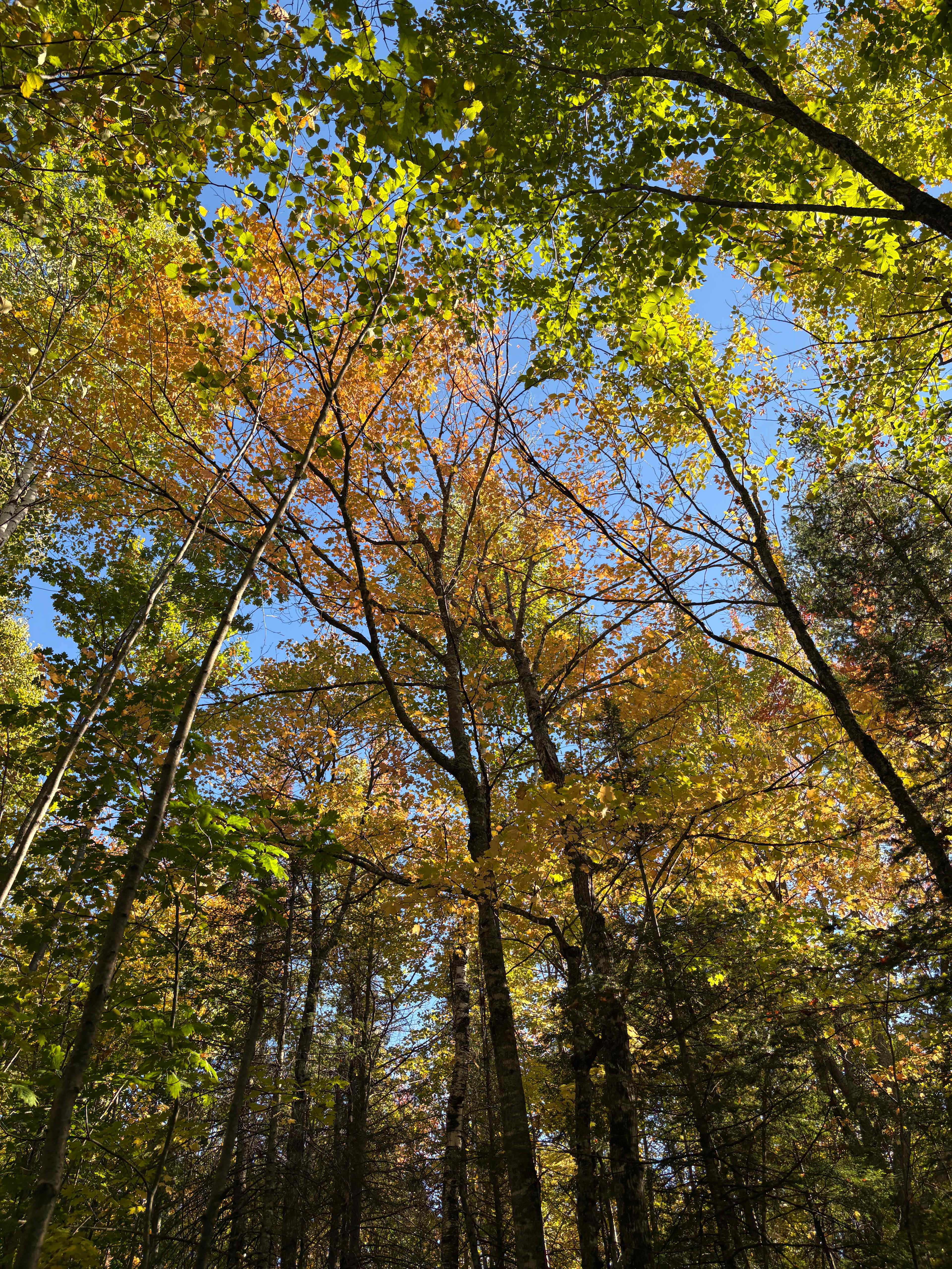 Off-Grid Secluded Forest Yurts