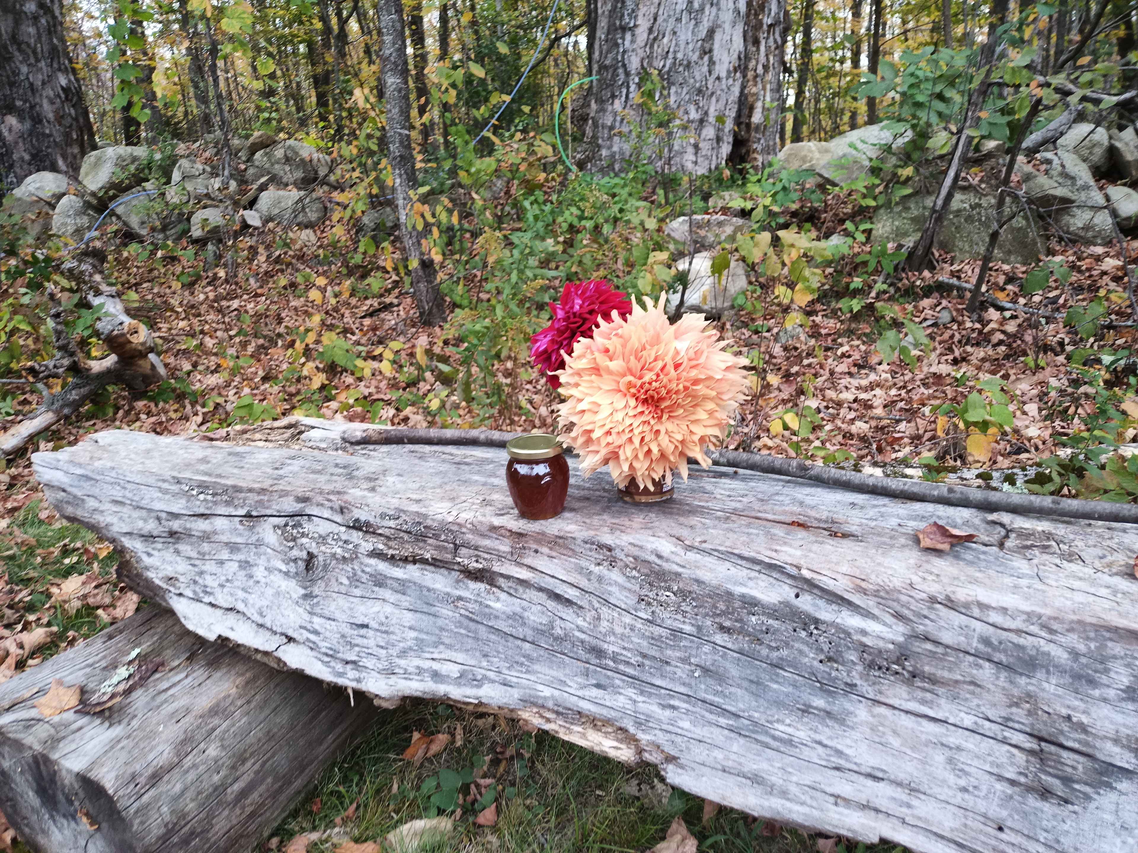 Blueberry Orchard By The Pond