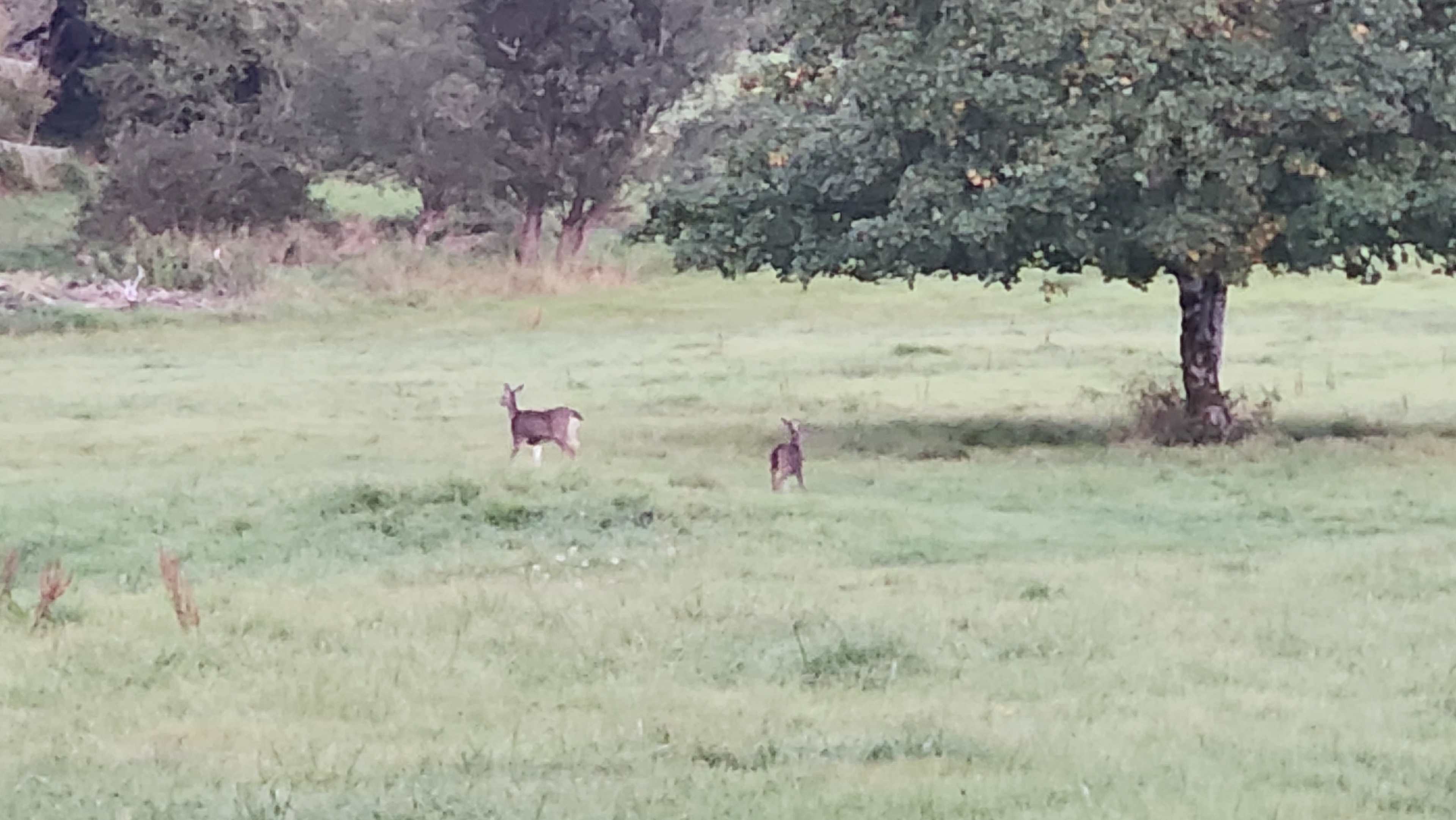 The meadow in front of the camp.