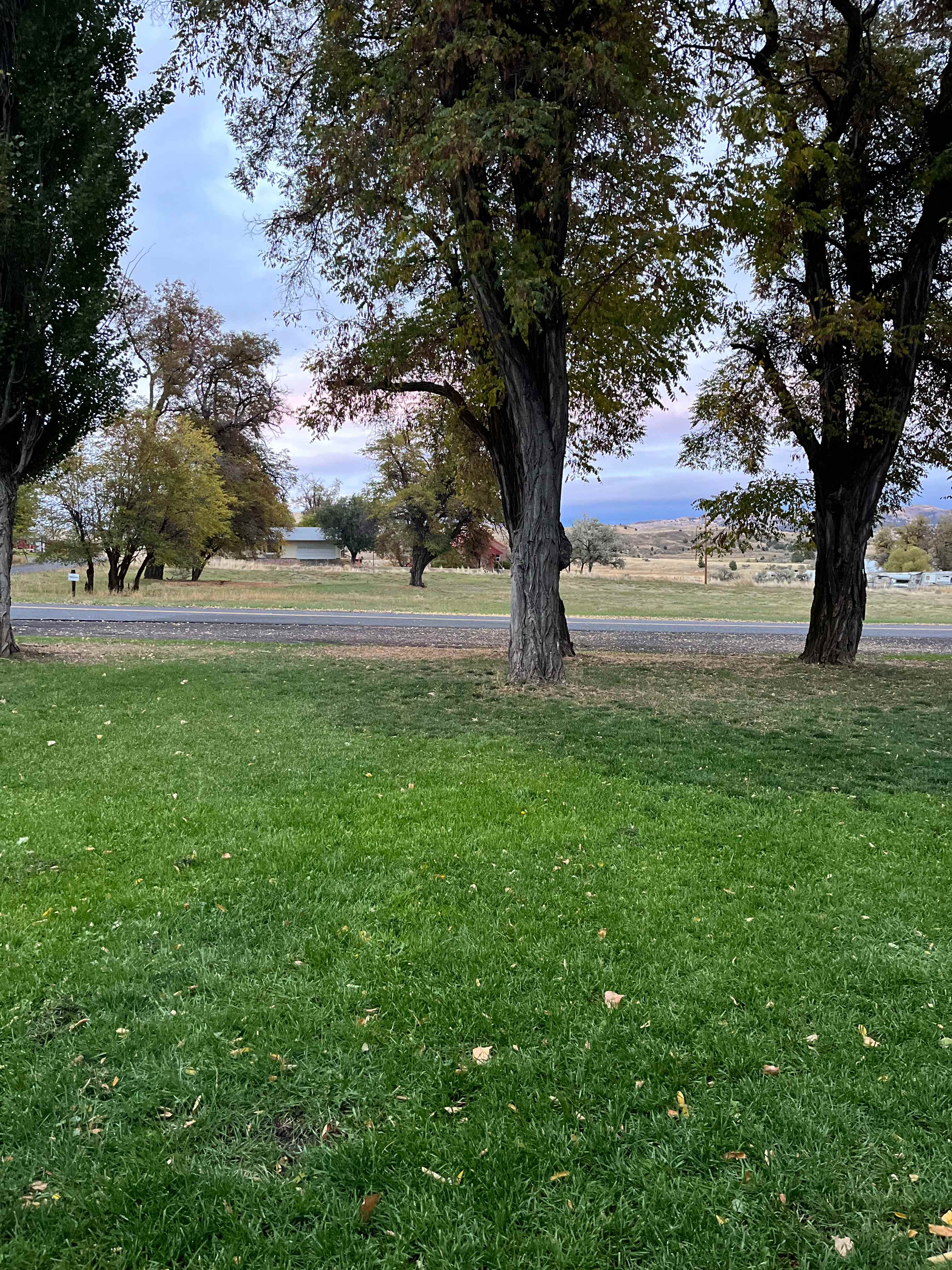 The view from the cabins looking out to the road 