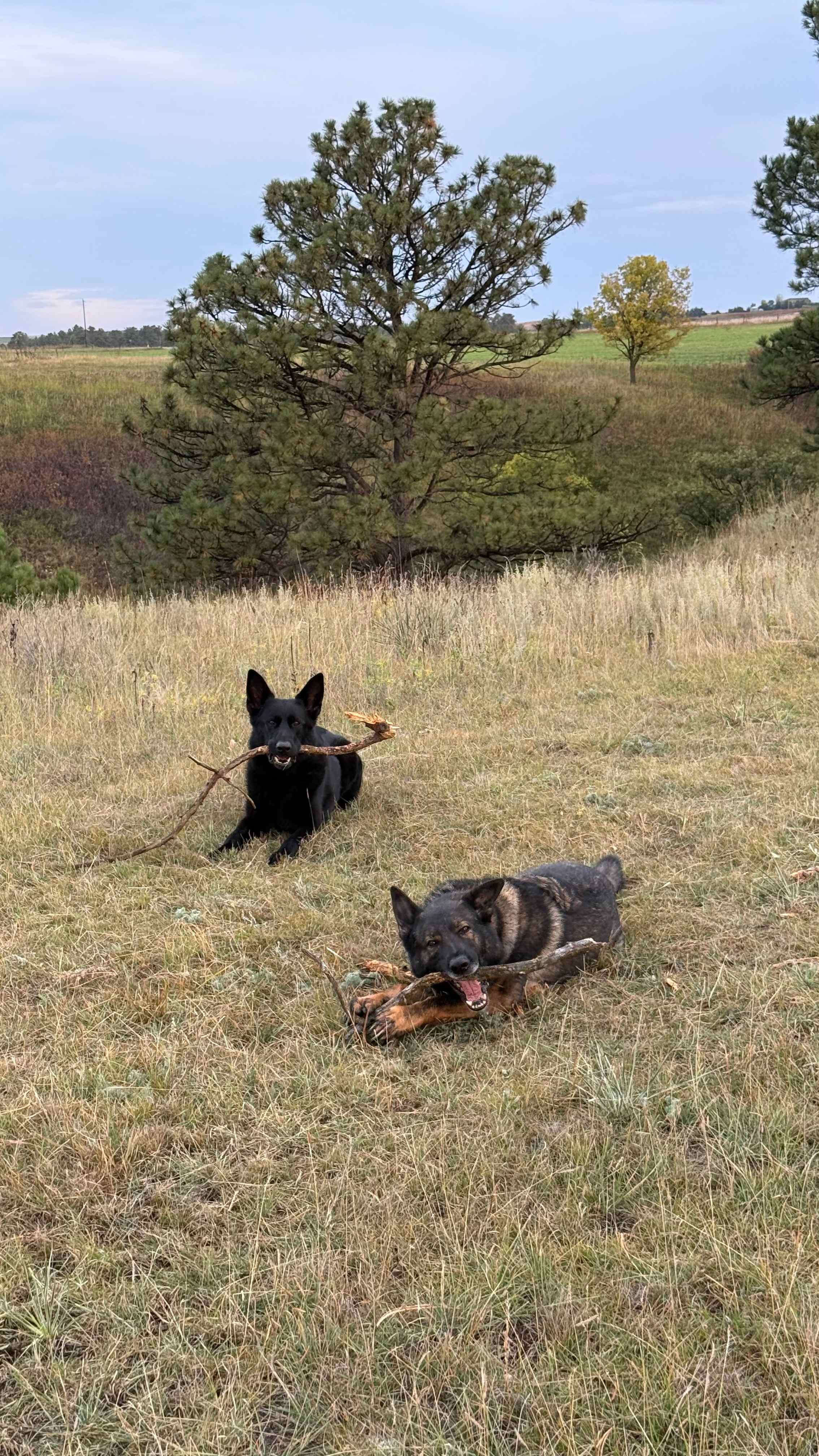 Pups loved the freedom to run around and collect sticks!