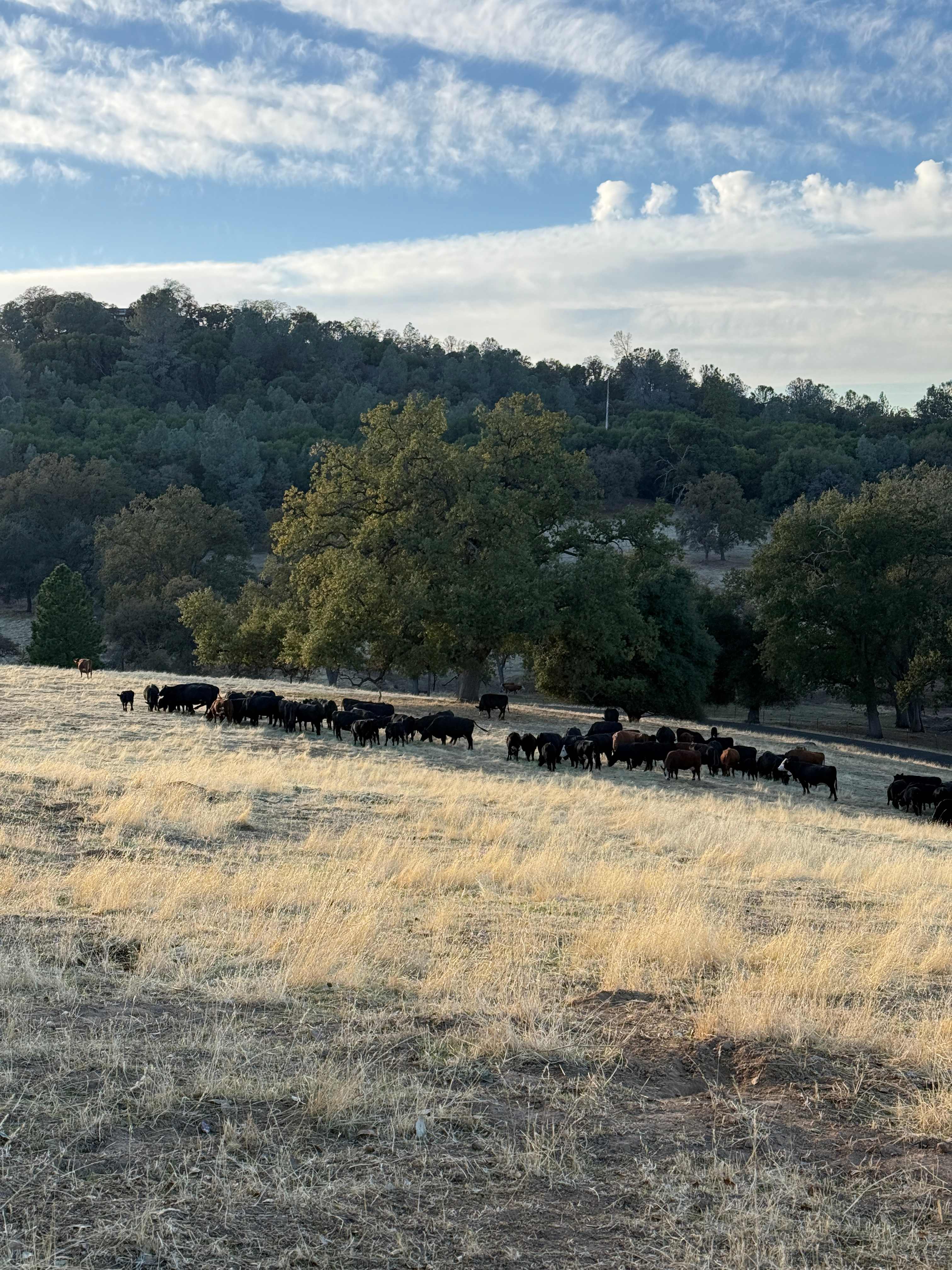 Cows in pasture next to Walt’s Mining camp