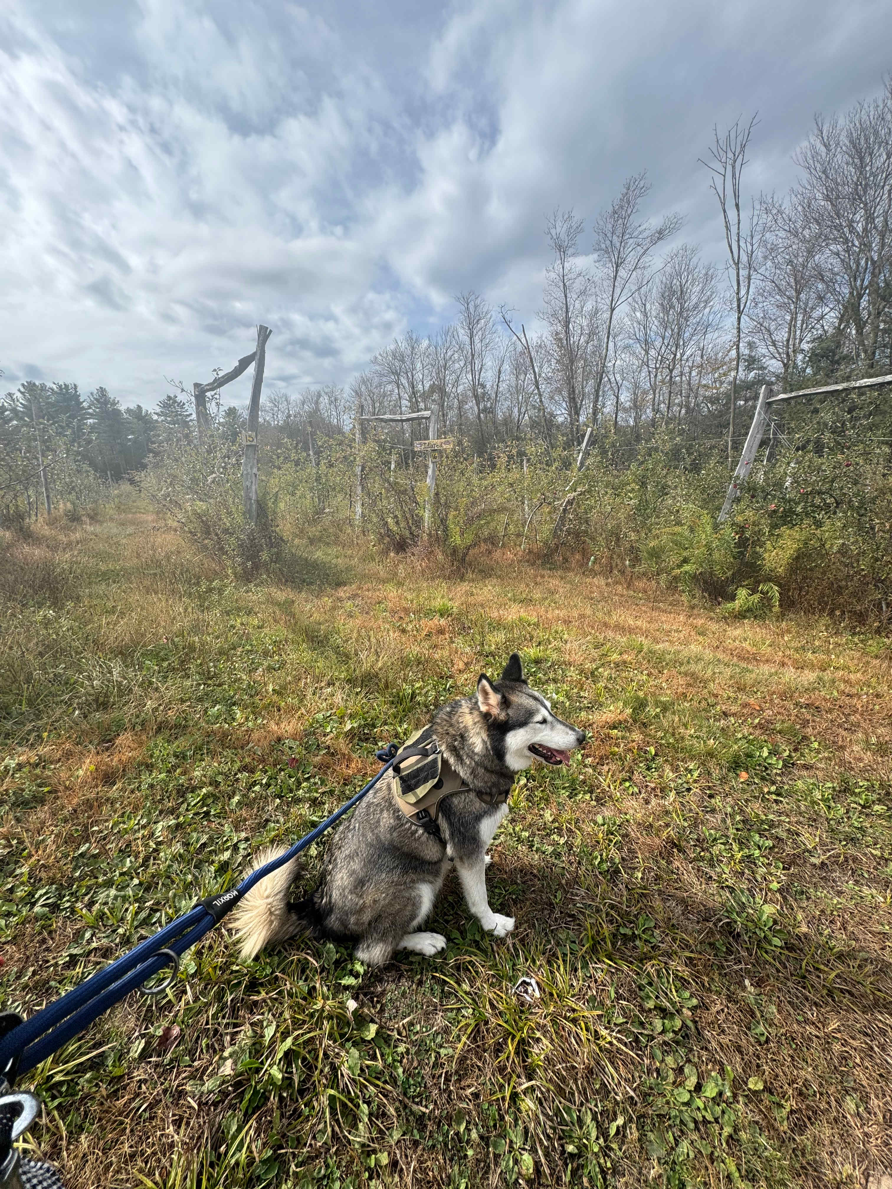 Majestic Farm & Organic Orchard