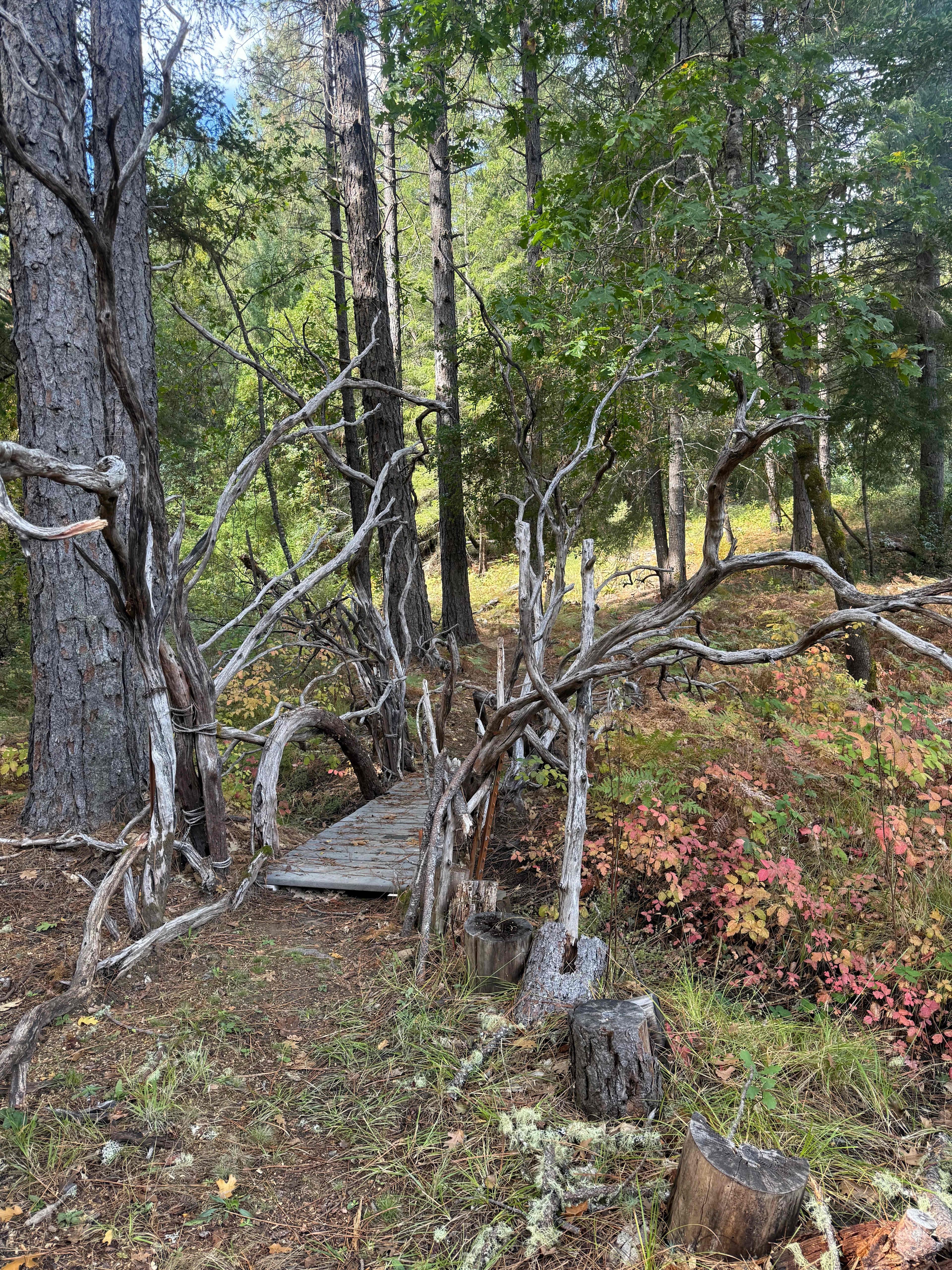 A stroll through an autumn wooden wonderland 