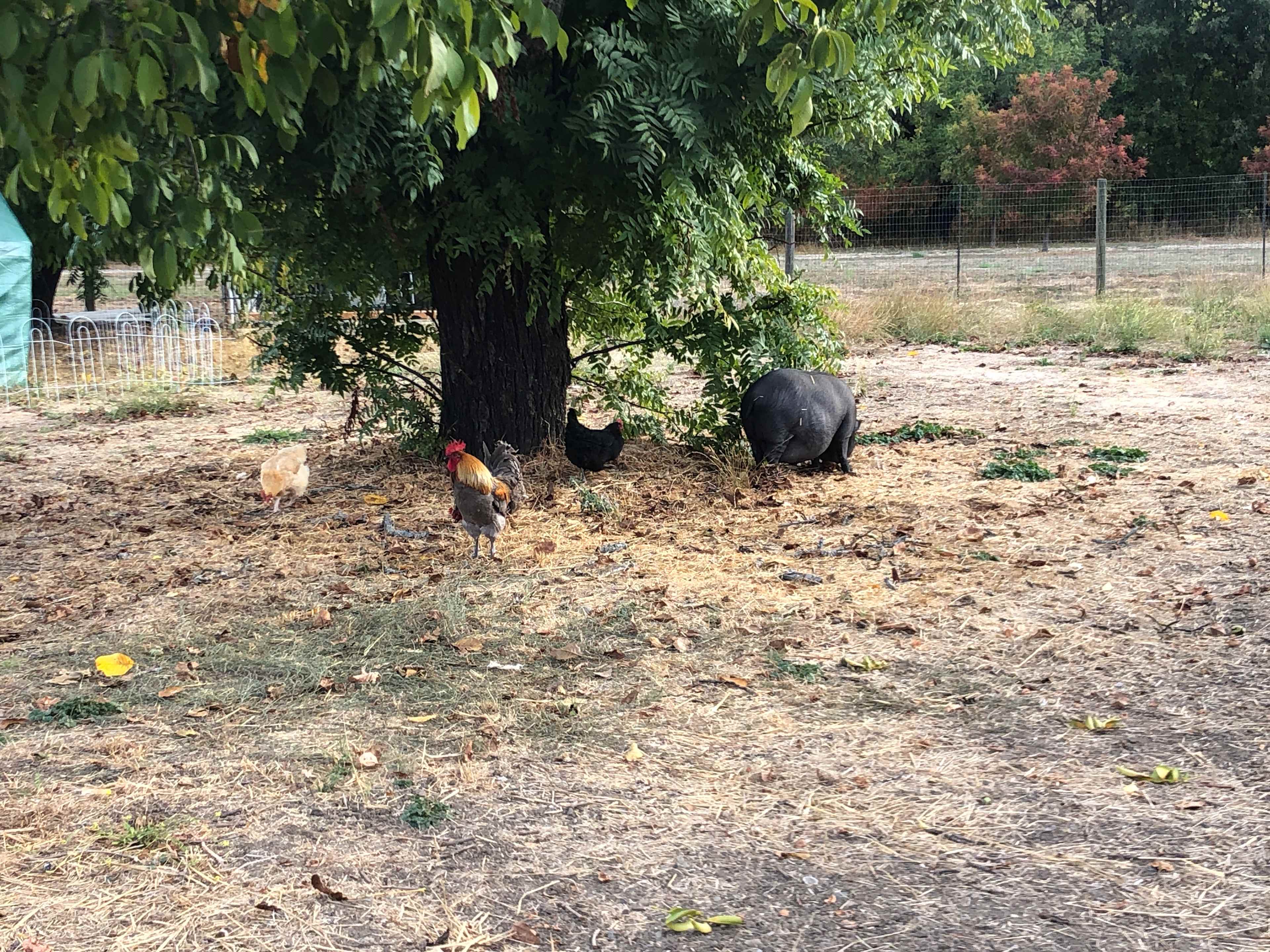 The Ripe Choice Farm Stay