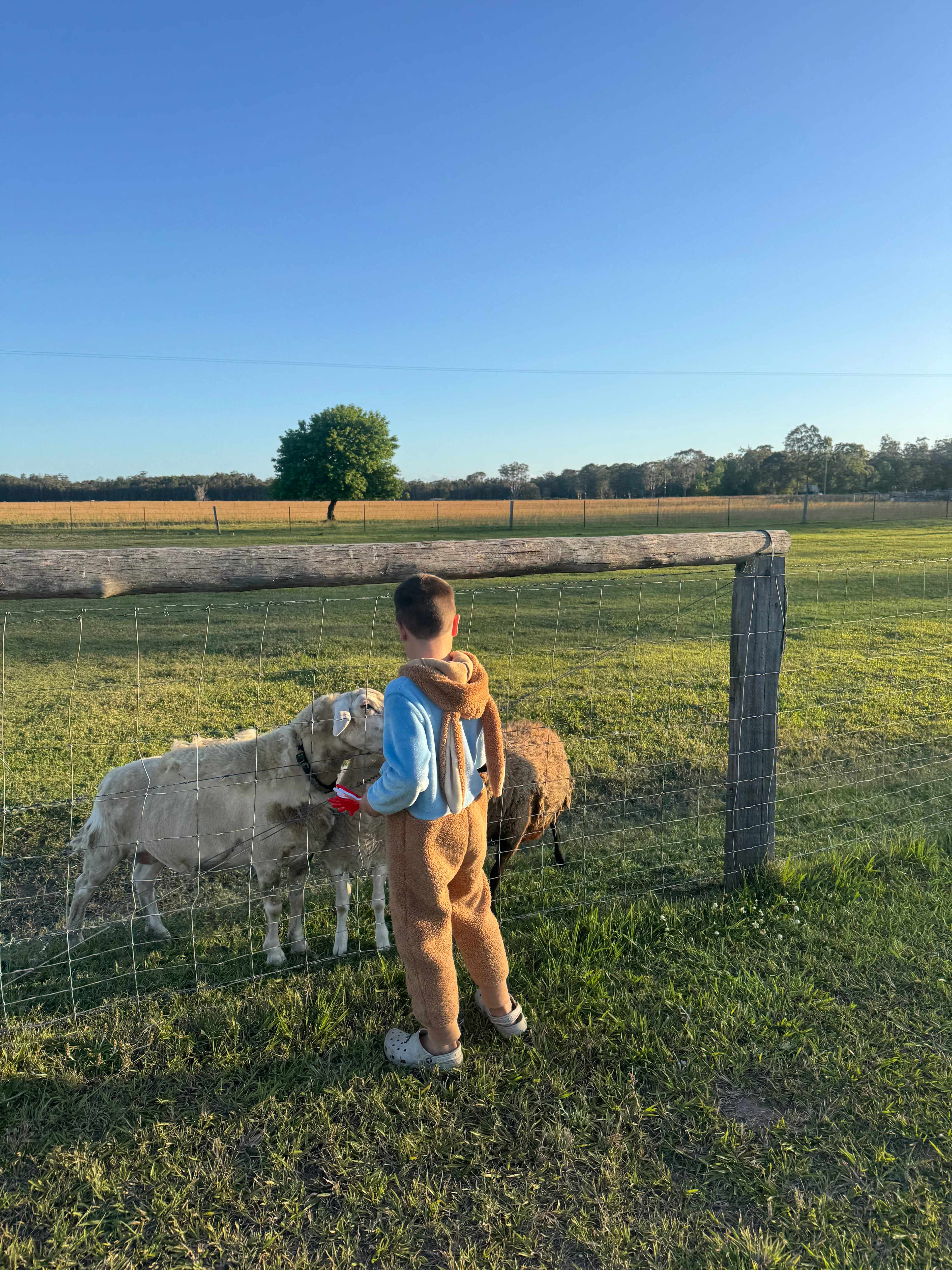 Kids loved feeding the animals 