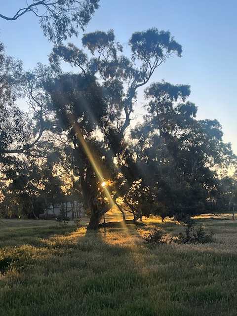sunset through the trees