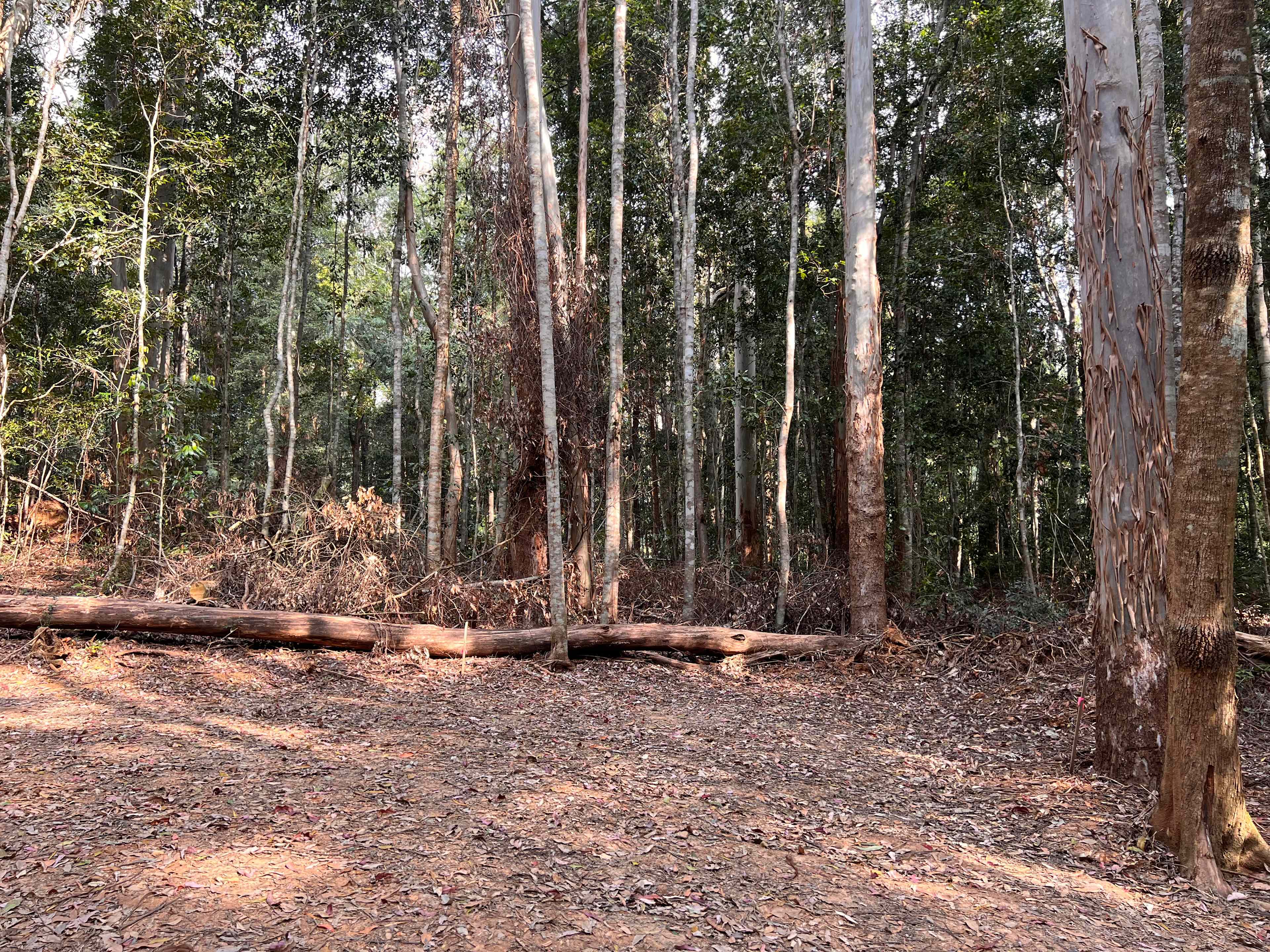 Frog Hollow on Bobo River