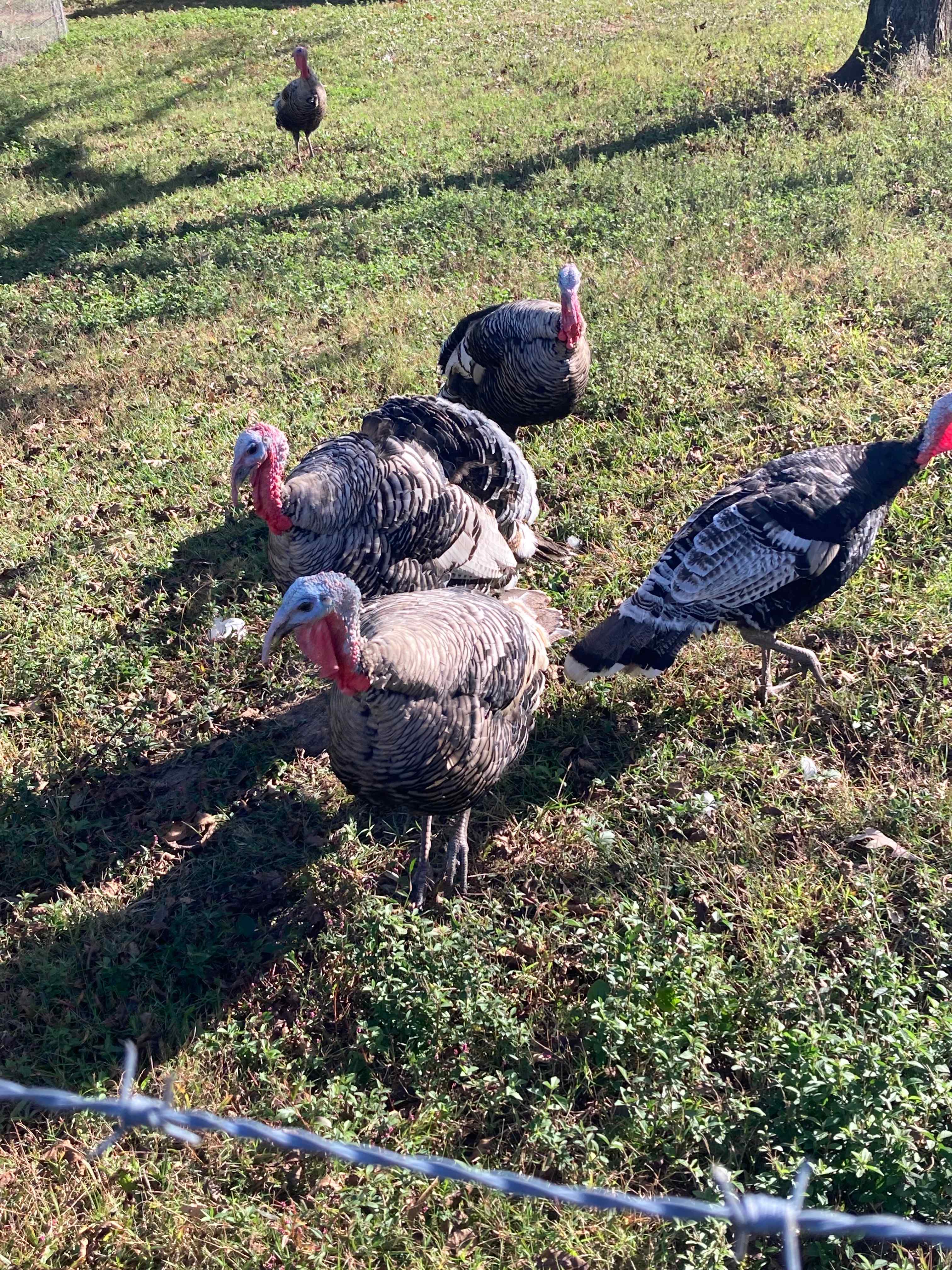 Patient Wait Regenerative Farm