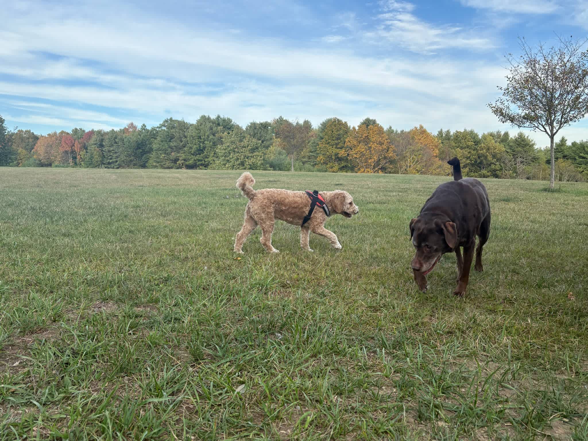 Reggie and Lacy exploring