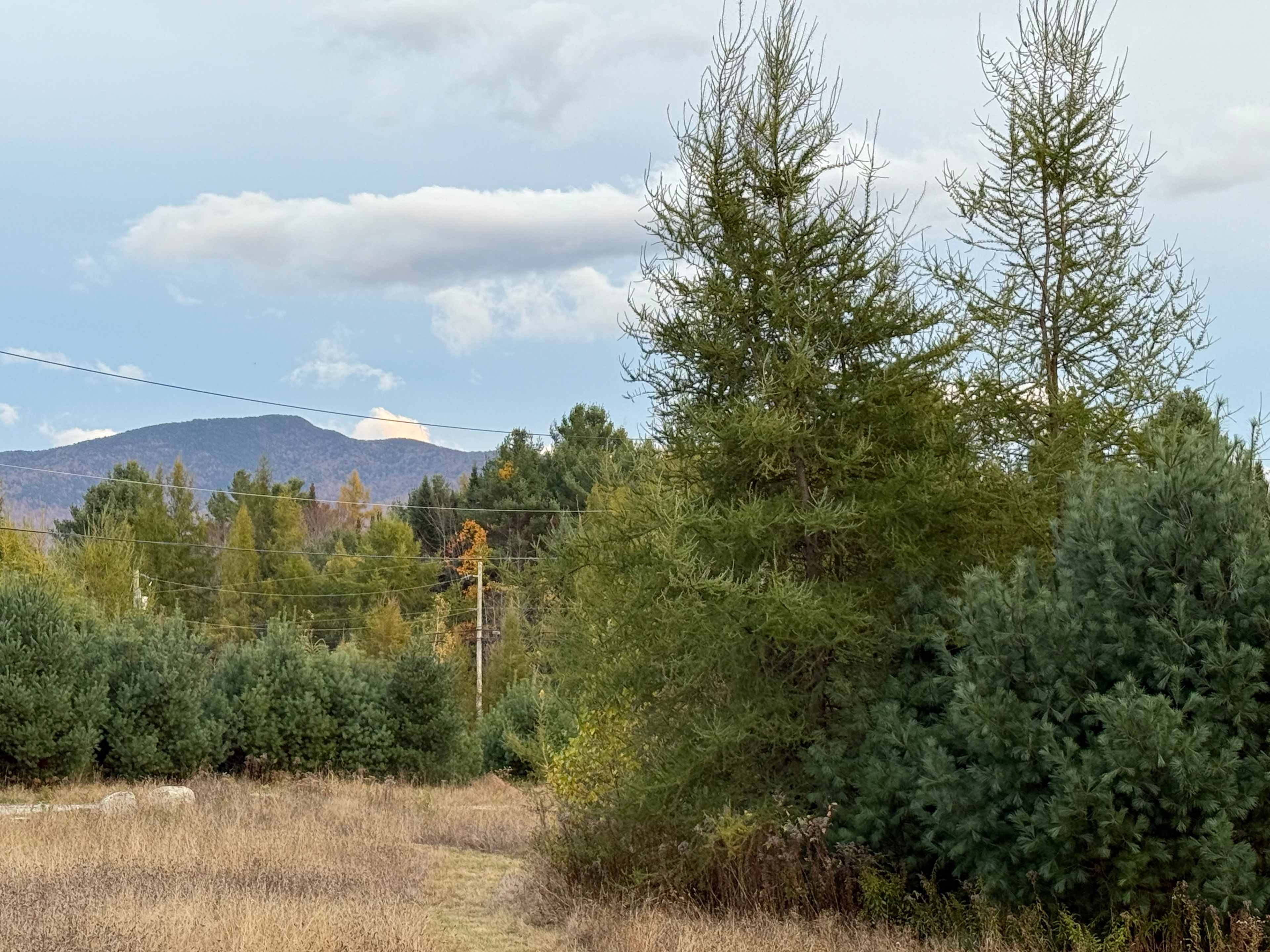 Wandering Pines Camping
