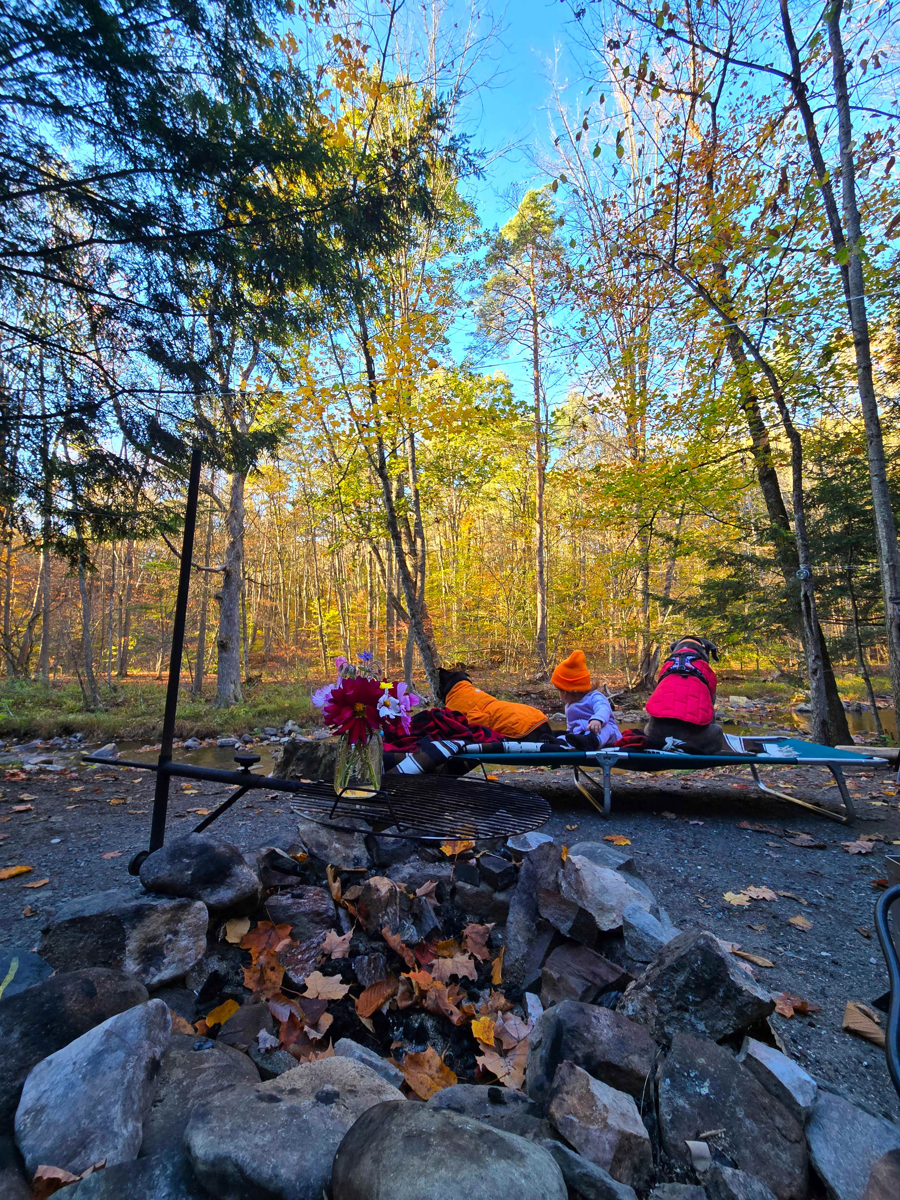 Camp cot for the dogs and toddler 