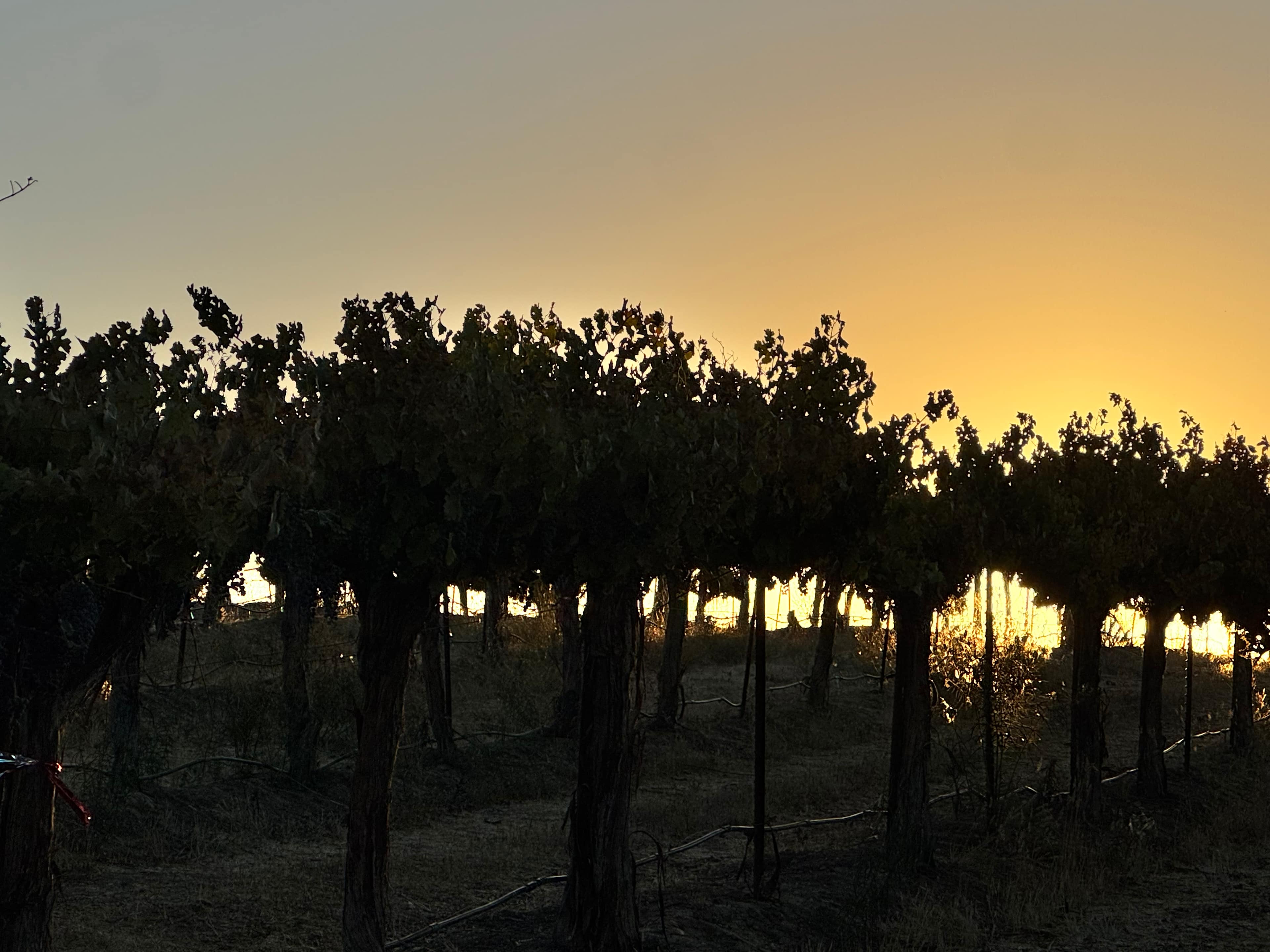 Vinyl Vineyards Glampground