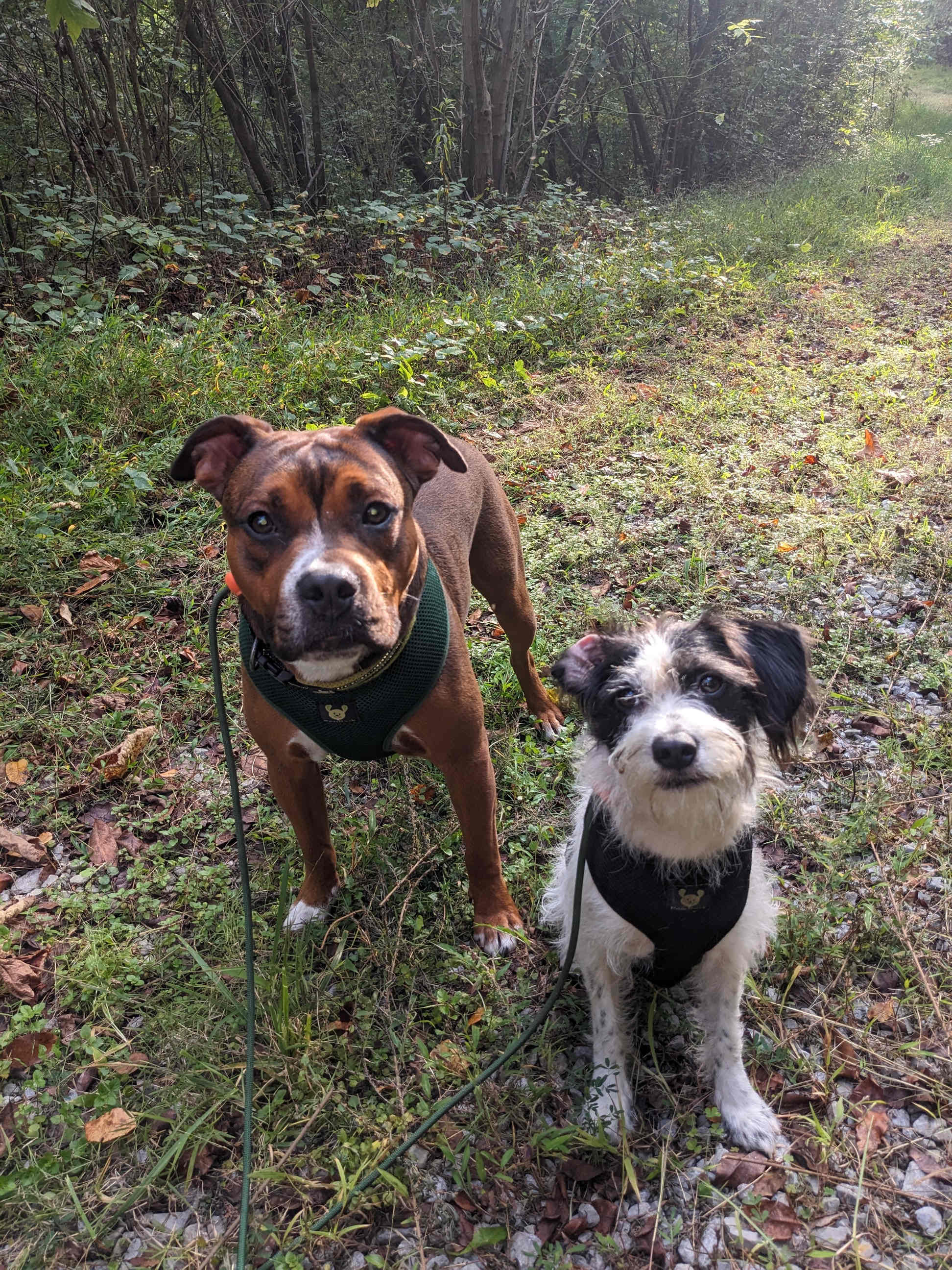 Brownie and Oreo loved it here. Kept them on leash at all times to avoid them running off.