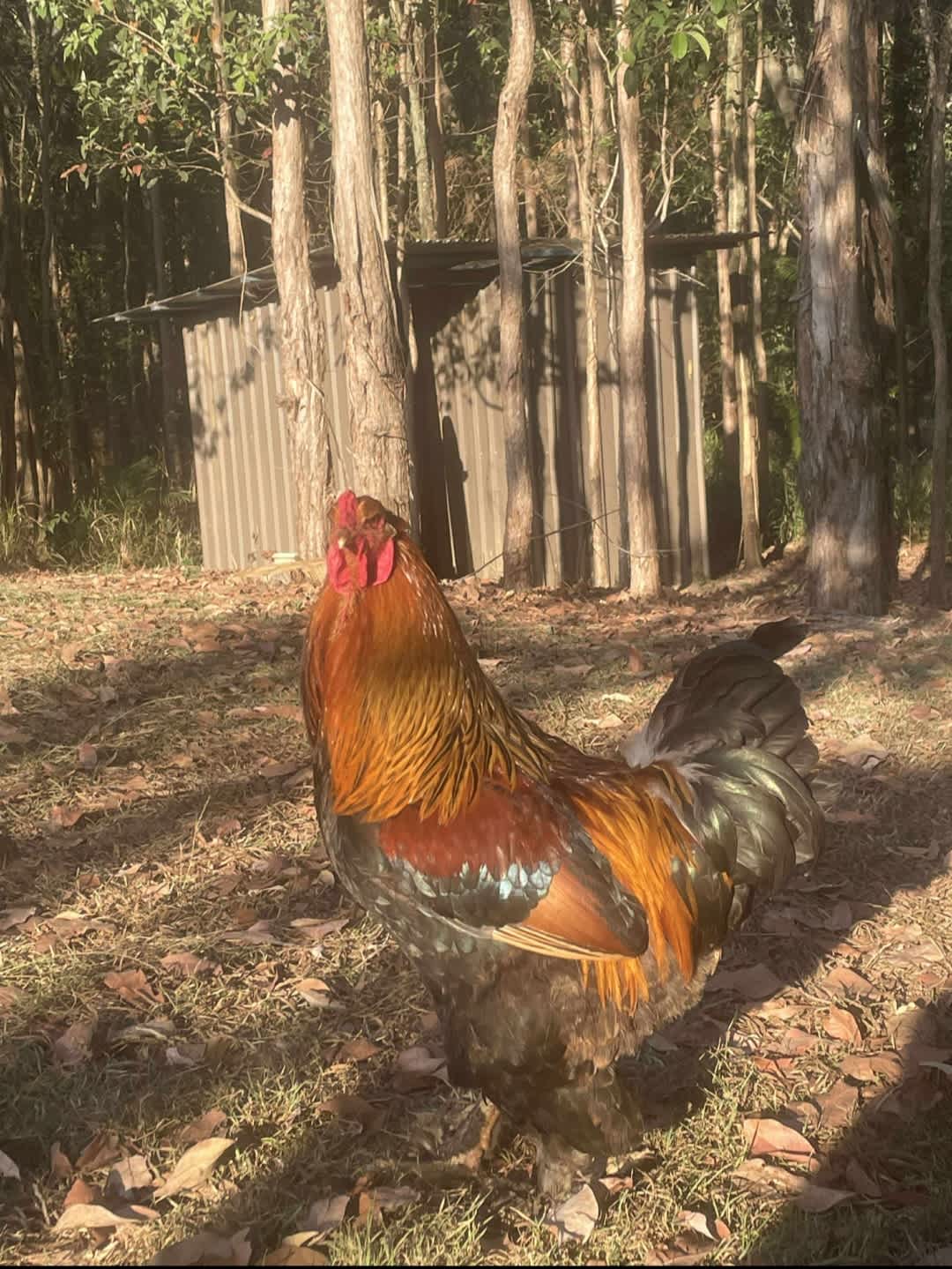 Quails Ridge Farm Stay