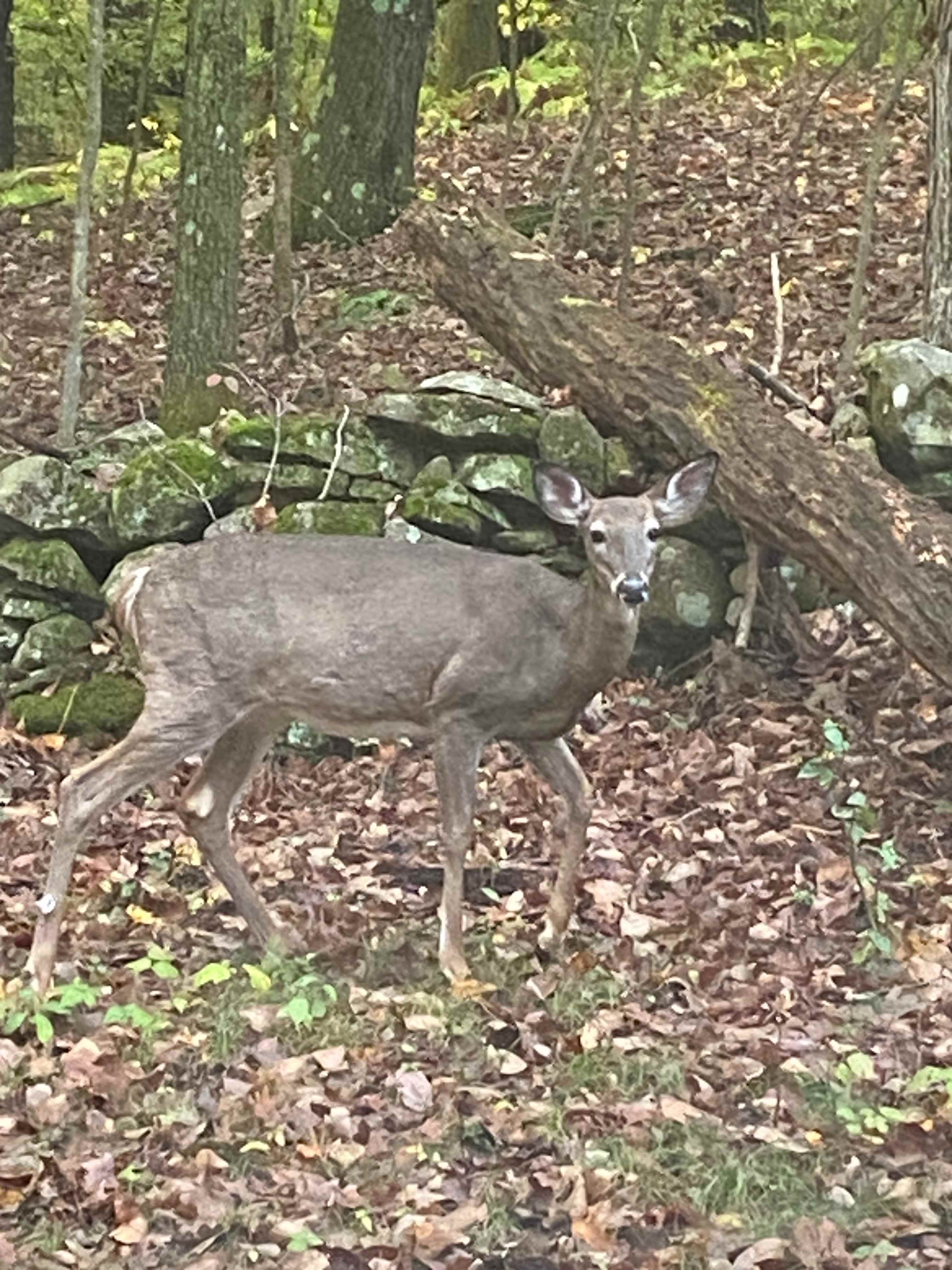 Deer grazing past my van window 