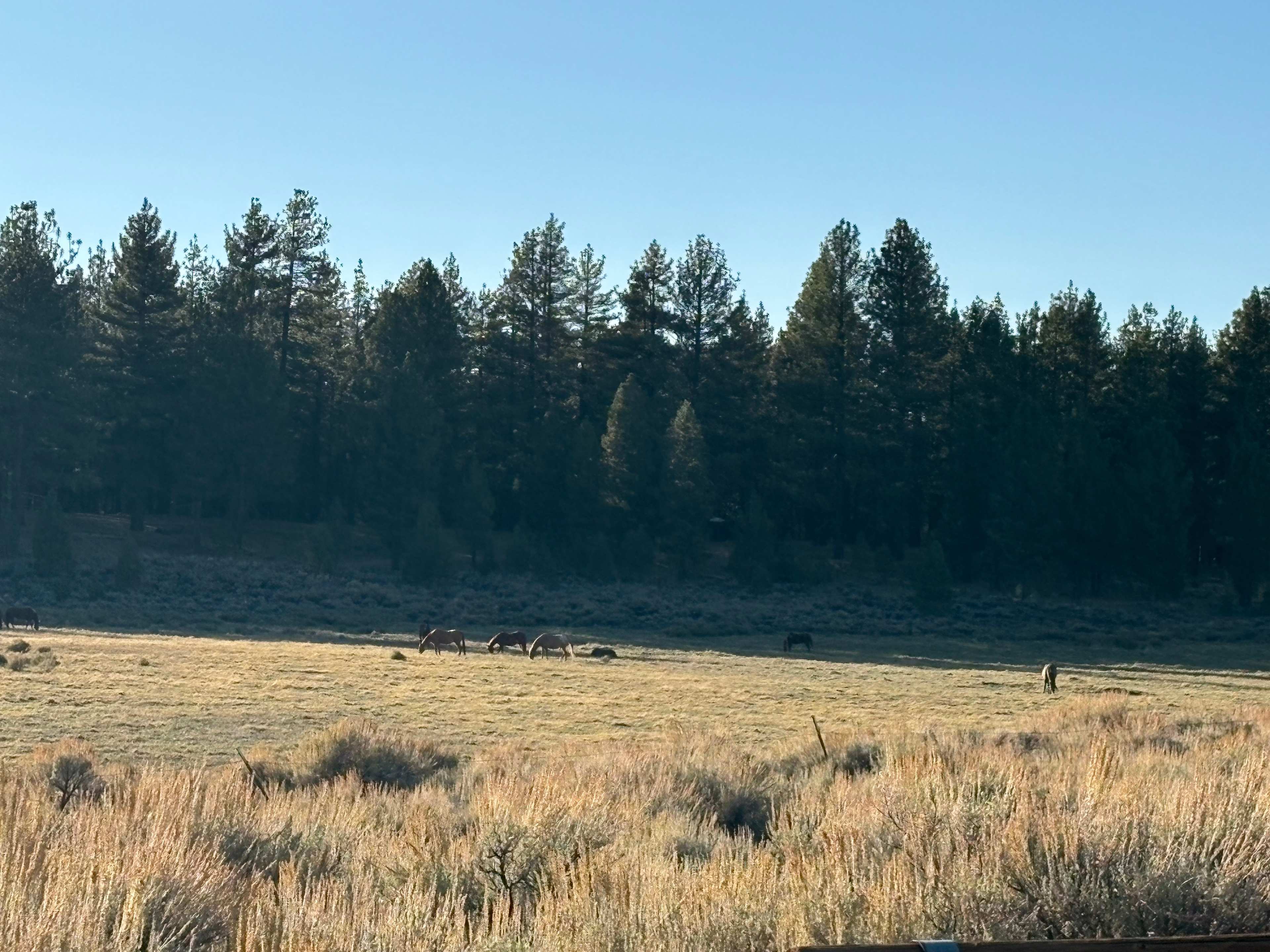 Holcomb Valley Ranch
