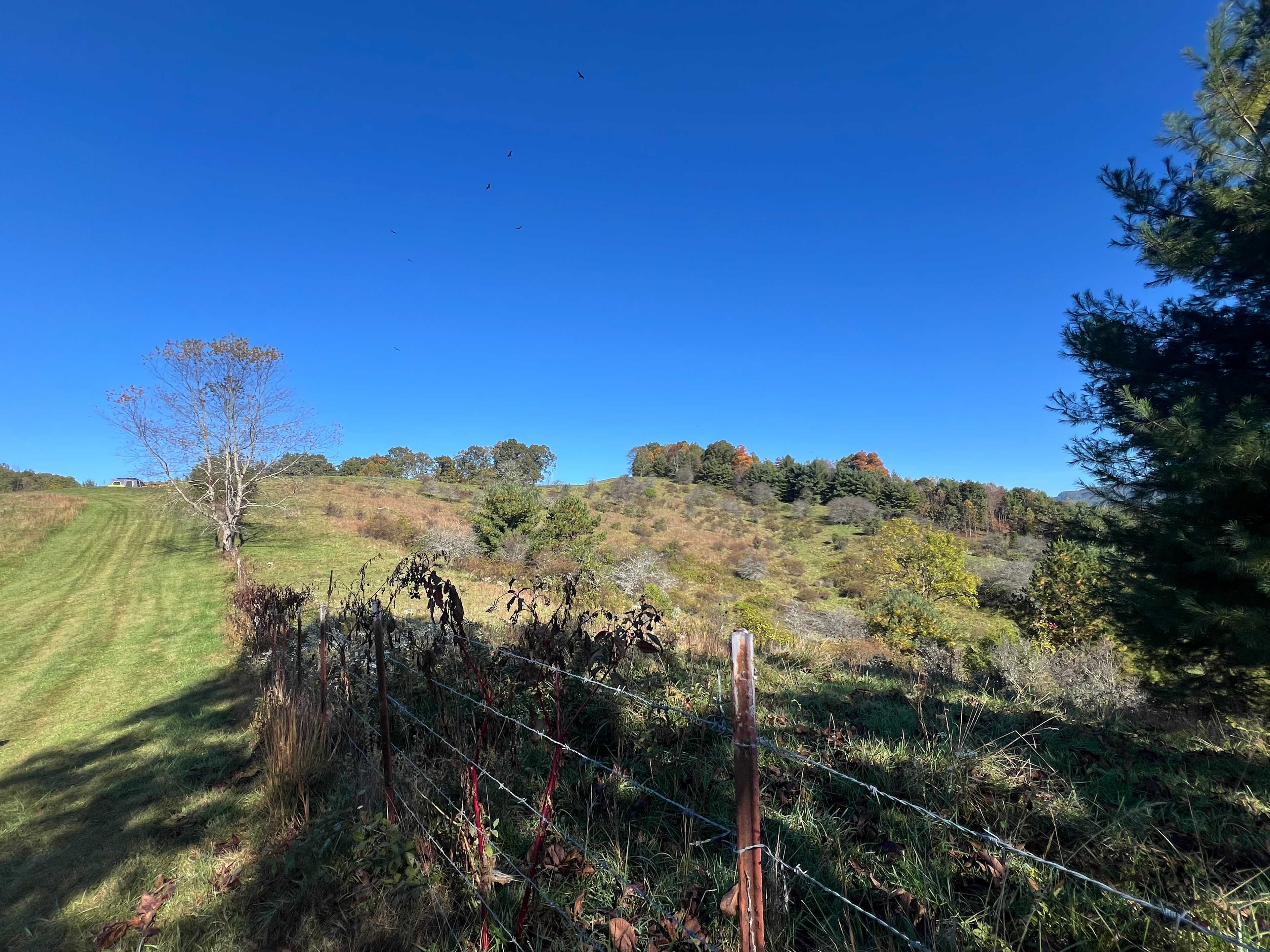 Smoky Mtn Mangalitsa River Ranch