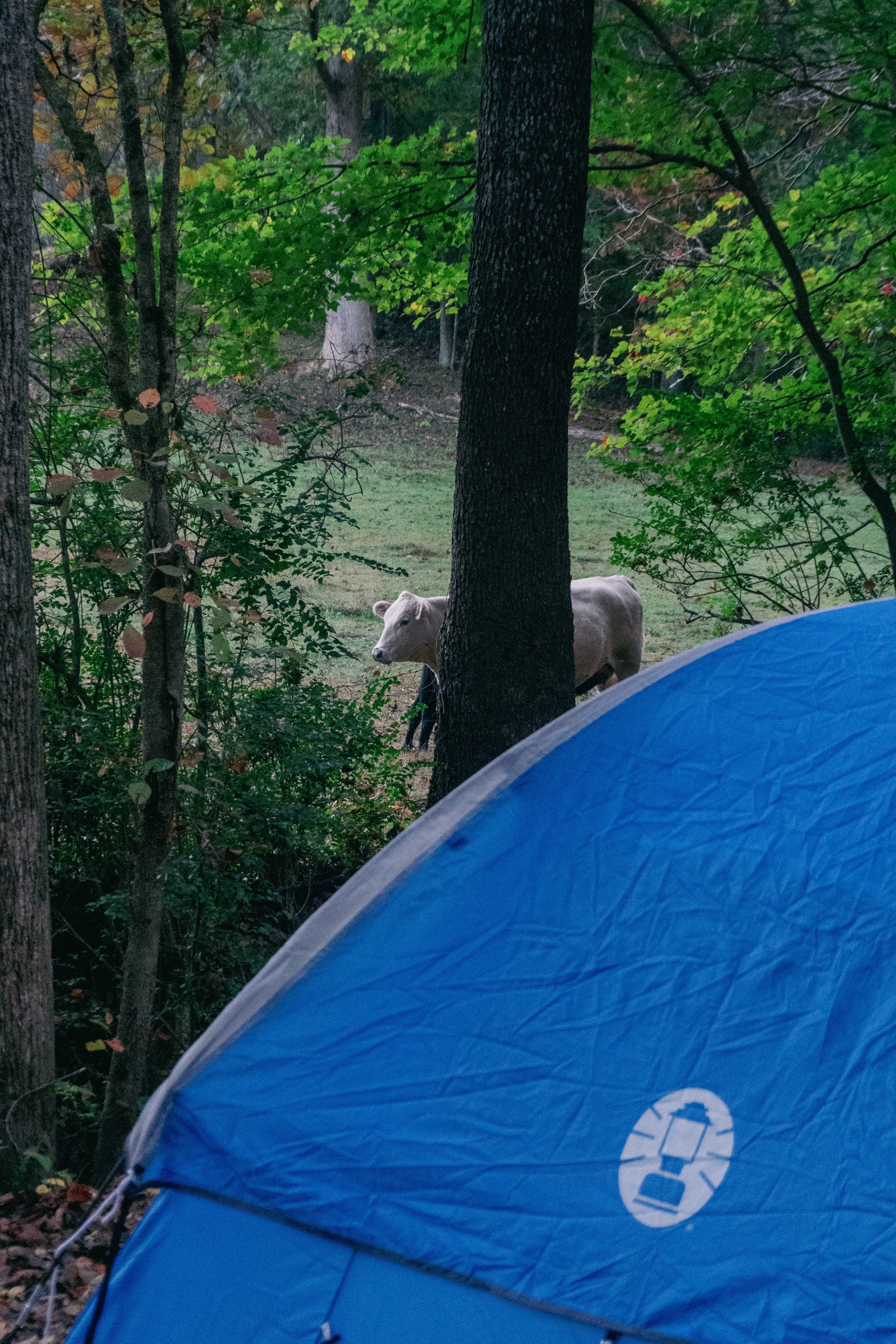 Candy Mountain Goat Farm