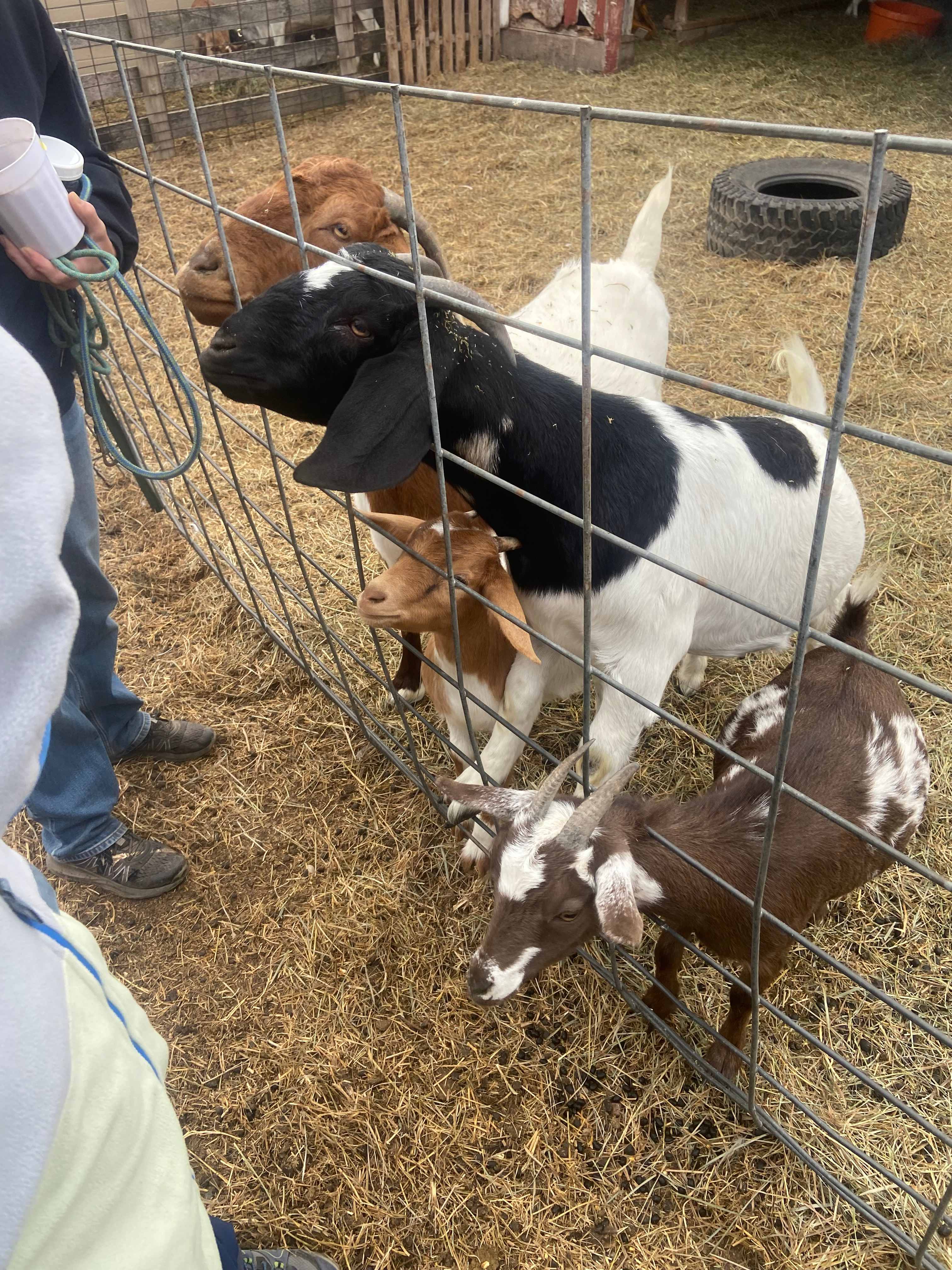 Heavenly Acres Creekside Camp