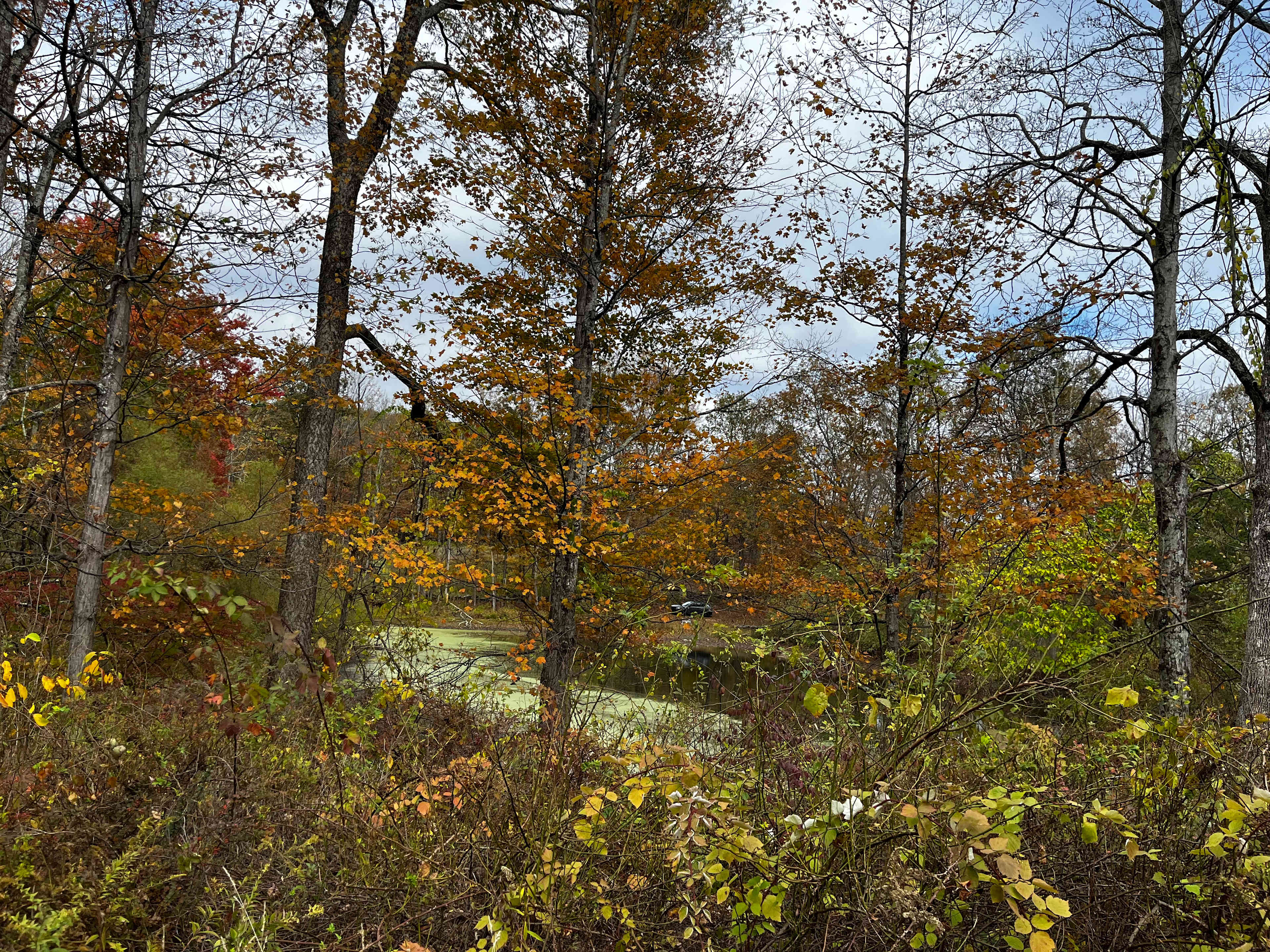 View of the pond from a campsite.