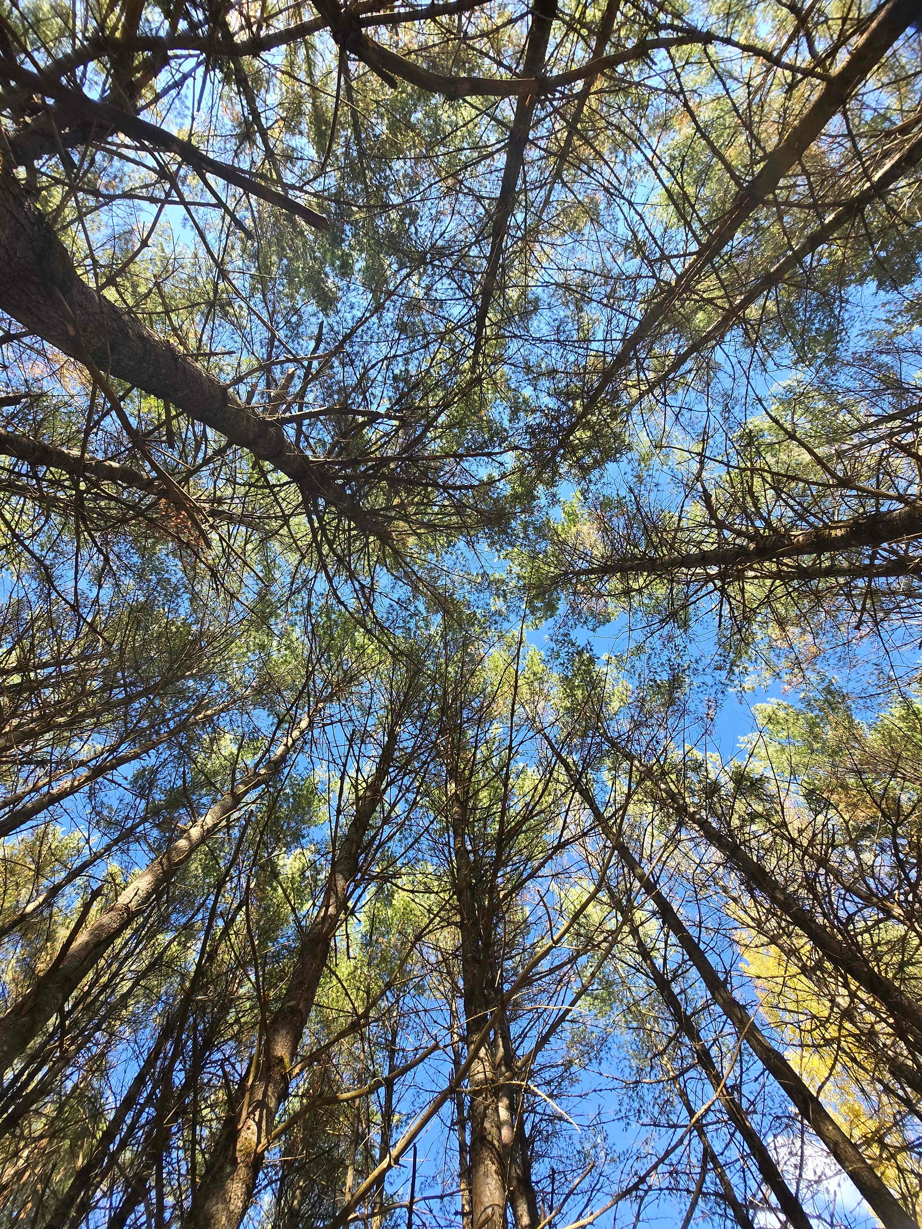 Cozy Cabin in the Woods
