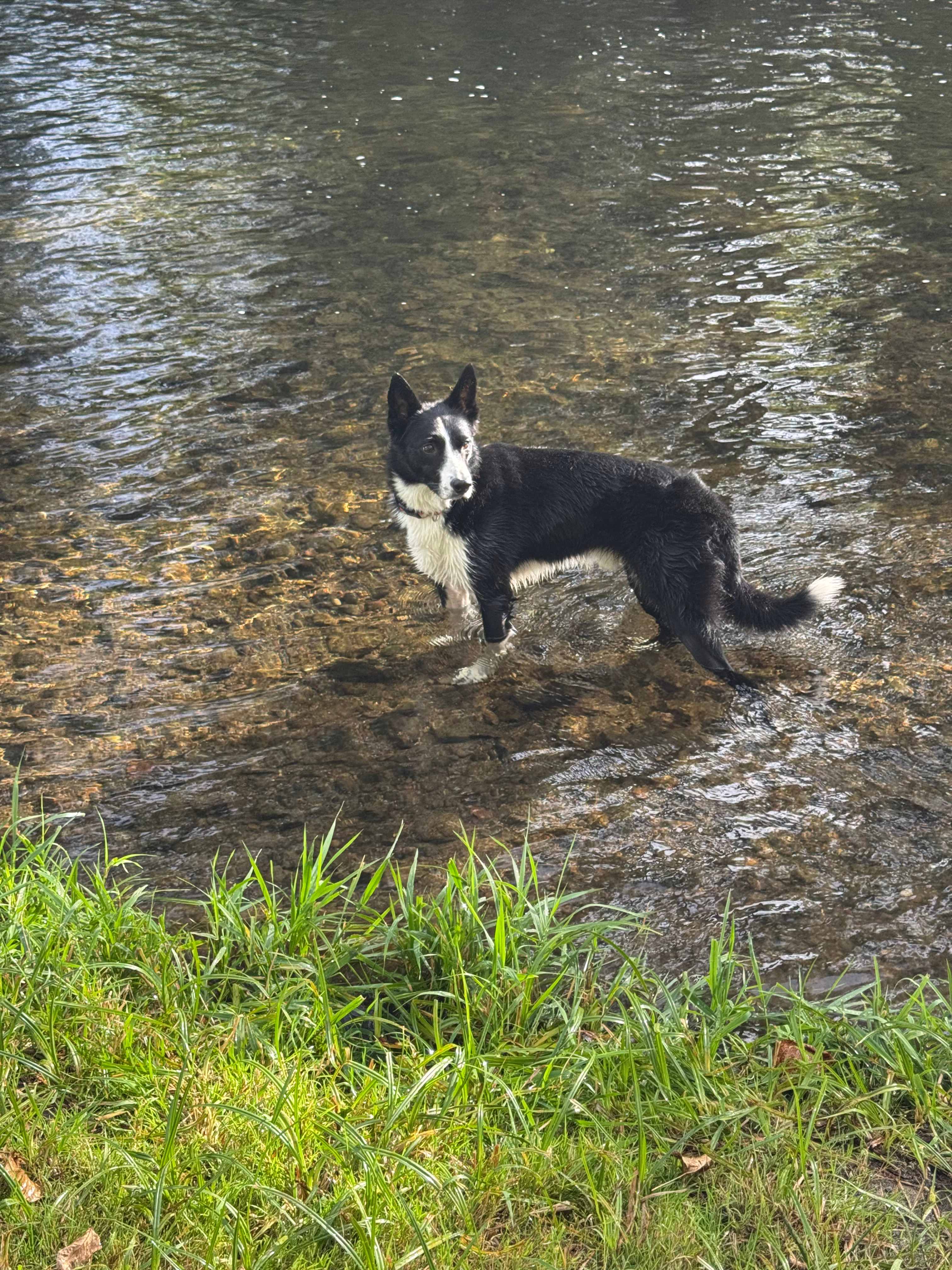 The water is shallow and navigable even for dogs who don't have a ton of water confidence!