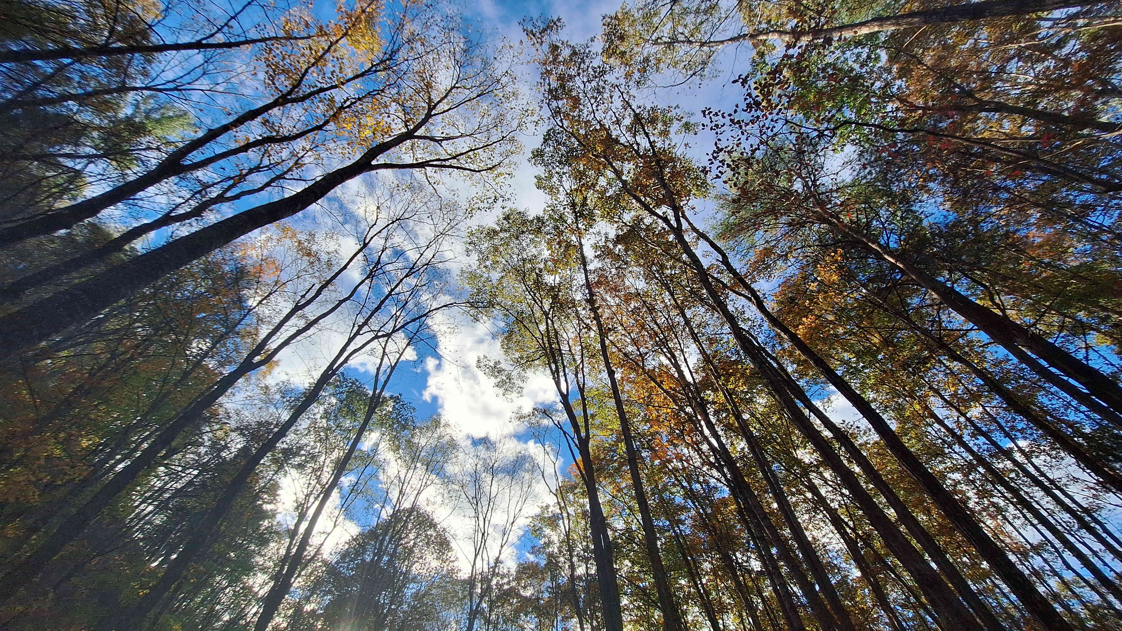 High Lonesome Alleghany