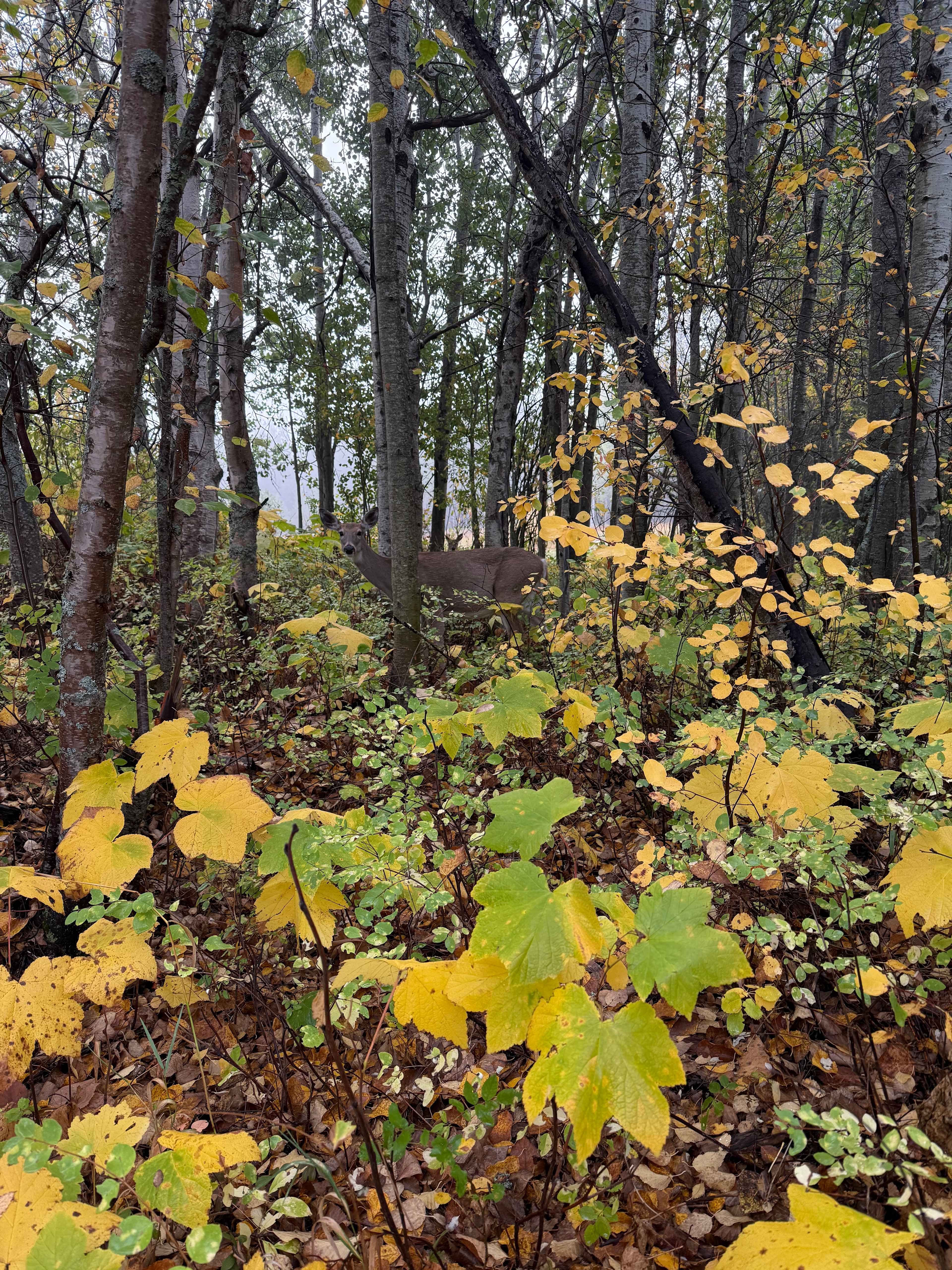 ❤️ Glacier Park HipCamp 🏕️