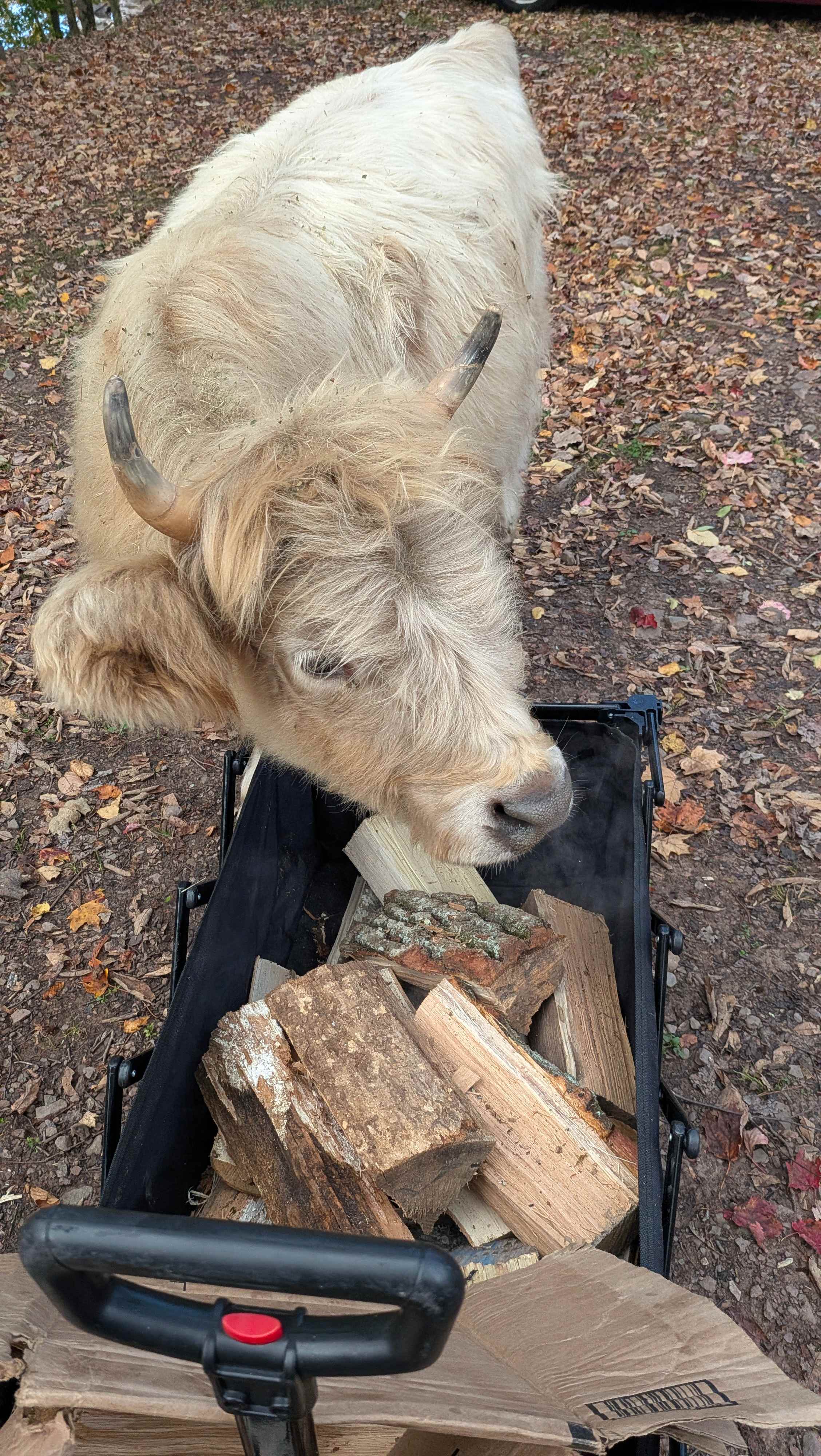 BeaverWood Farm (no children)