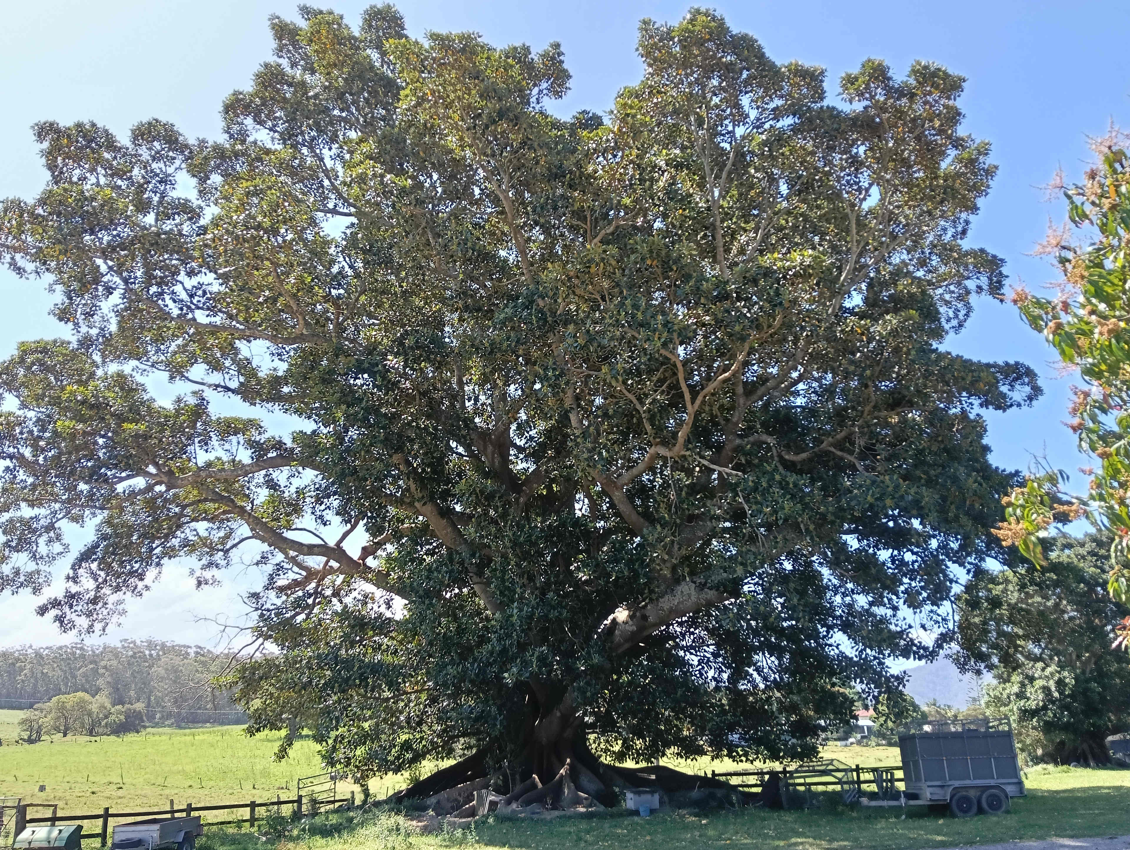 Amazing fig tree!