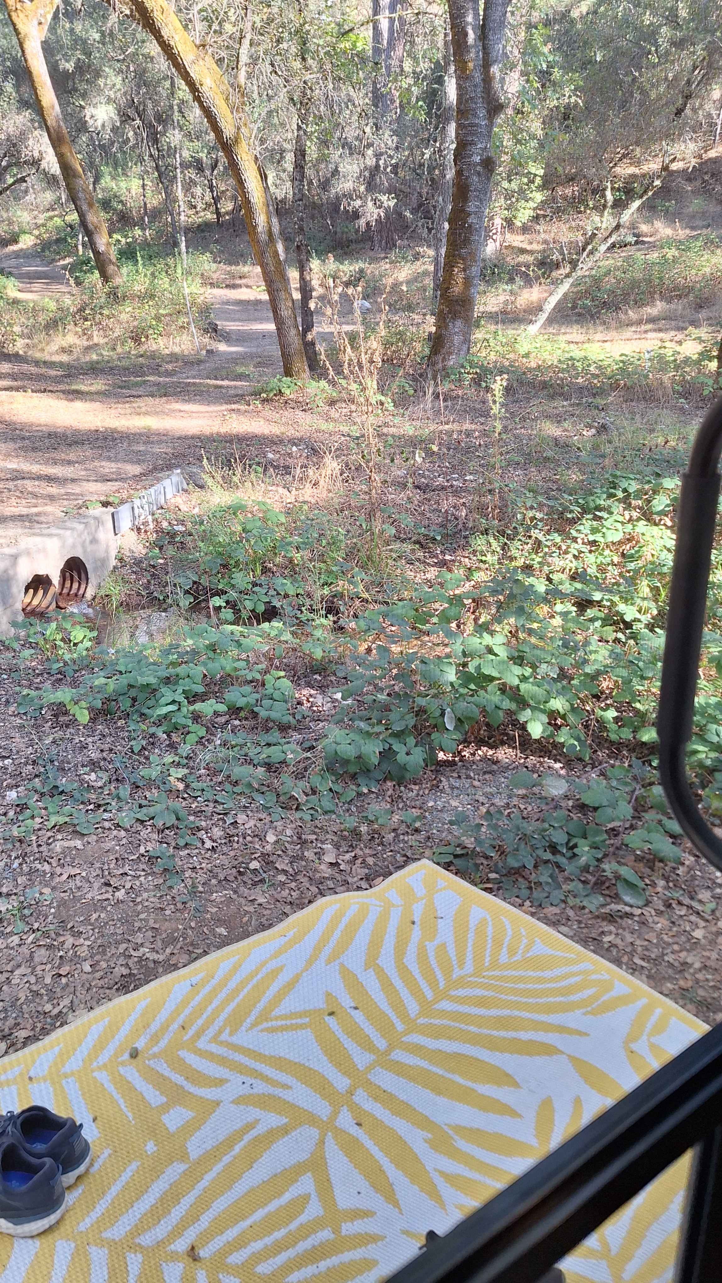 The Black Oak Forest