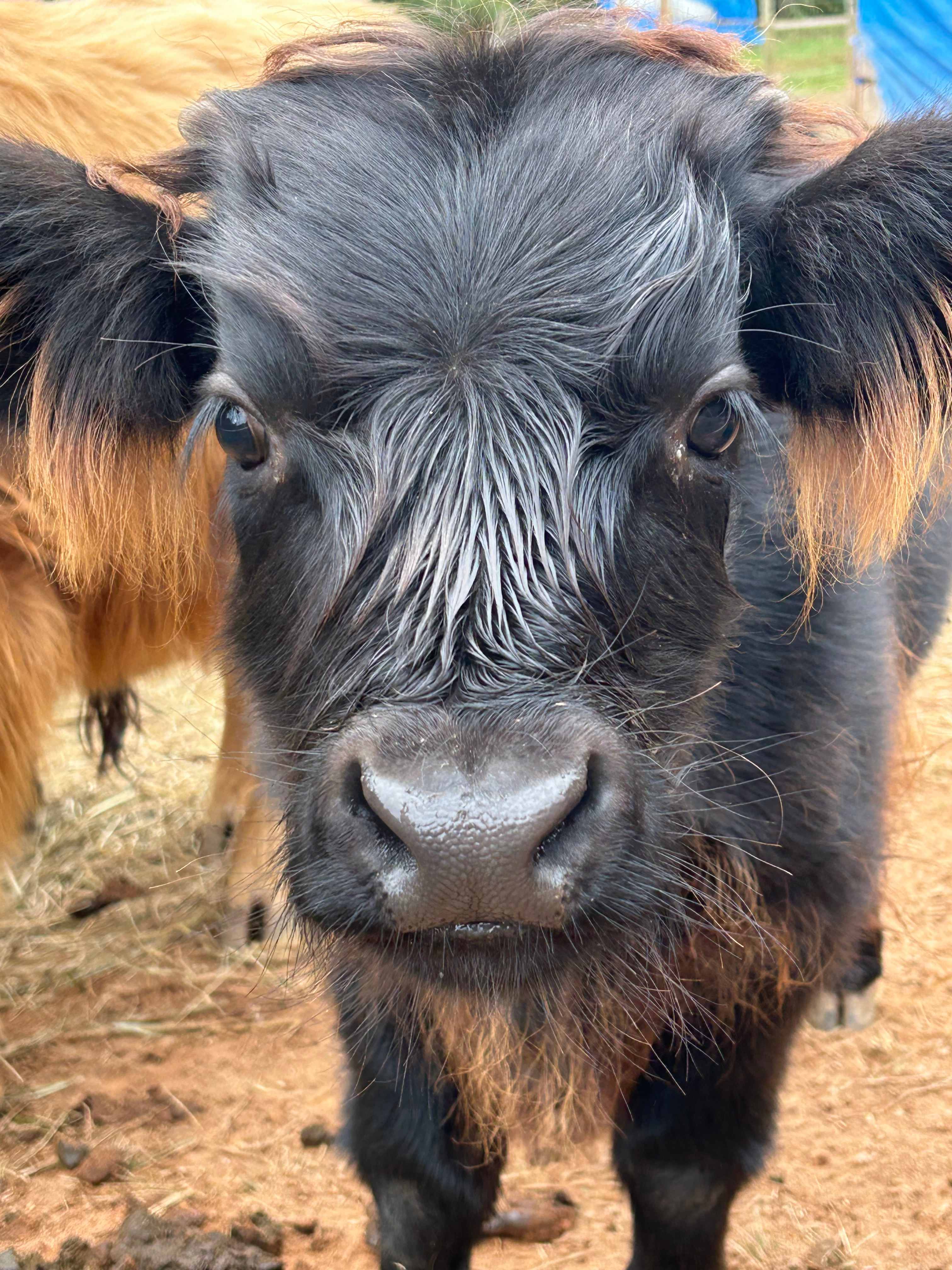 Mountain Farm Camping & Glamping