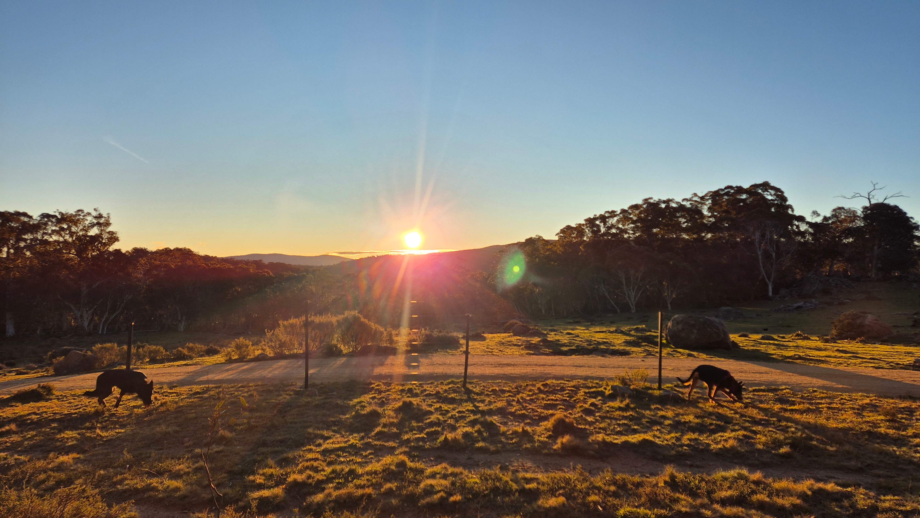 Sunset from back fence with dogs